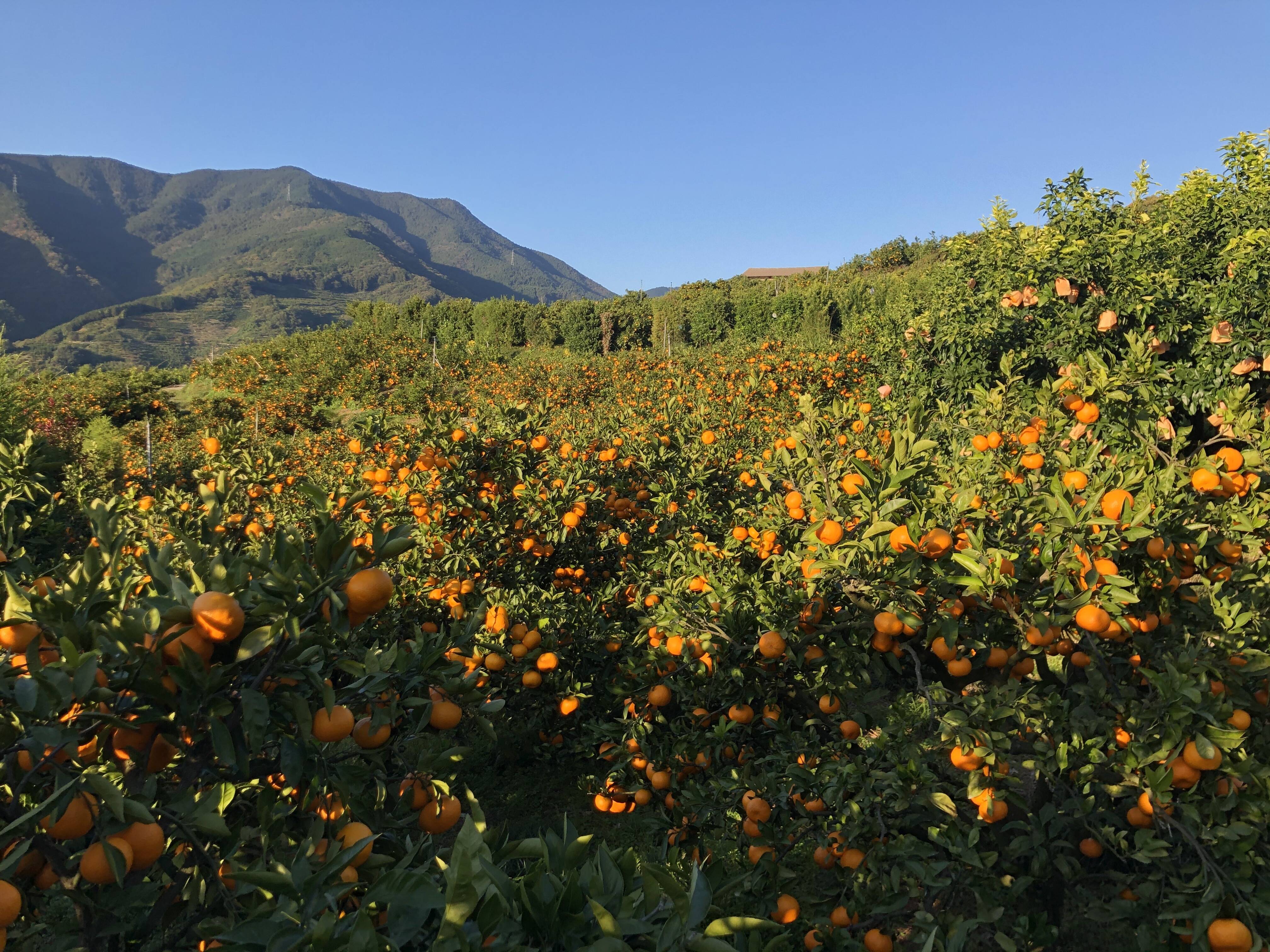 OrangeBaseへのレビュー・商品：愛媛県｜食べチョク｜産地直送