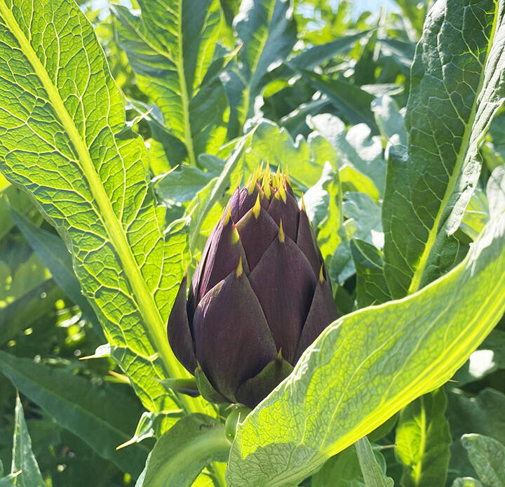 期間限定】希少な国産アーティチョーク（10～14個、約2〜2.2kg）農薬