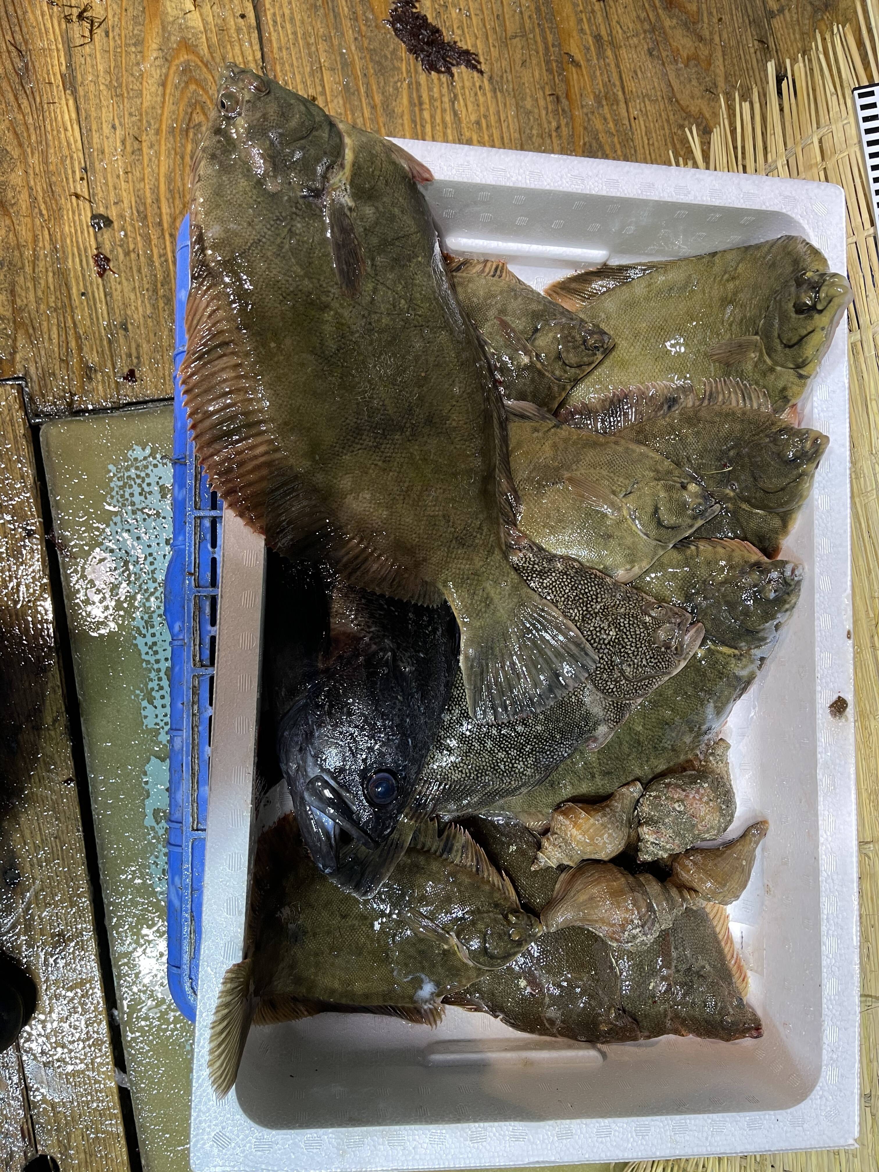 初回限定box 北海道苫小牧産 カレイおまかせセット 5kg位 北海道産 食べチョク 農家 漁師の産直ネット通販 旬の食材を生産者直送