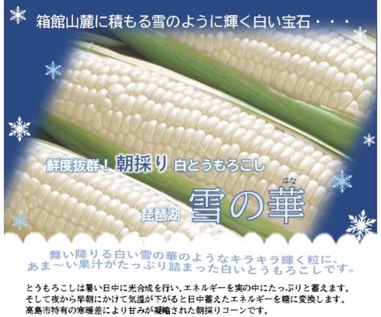 抜群の甘さ✨【10本セット 朝採り即日発送】白いとうもろこし：滋賀県
