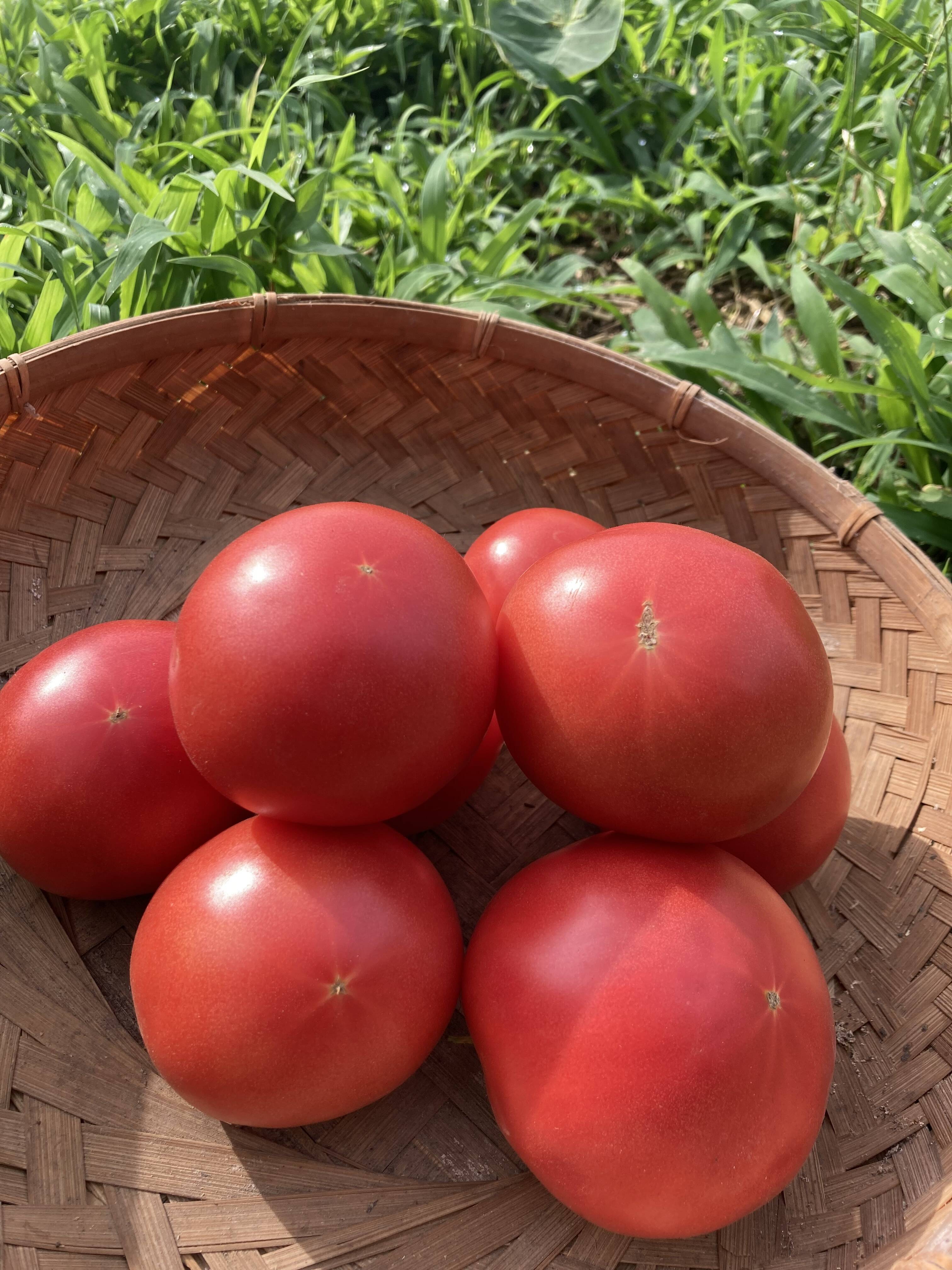 トマト みそら 規格外 2S〜M 6kg | accueilfrancophone.ca