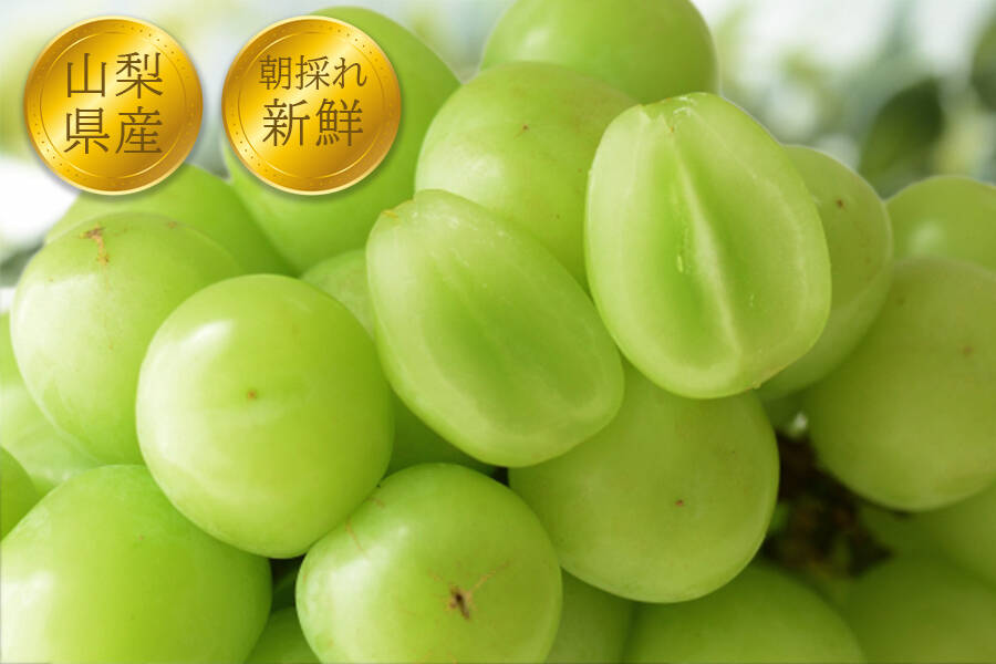 クール便指定【すぐ発送！💚朝採れ山梨シャインマスカット】750g