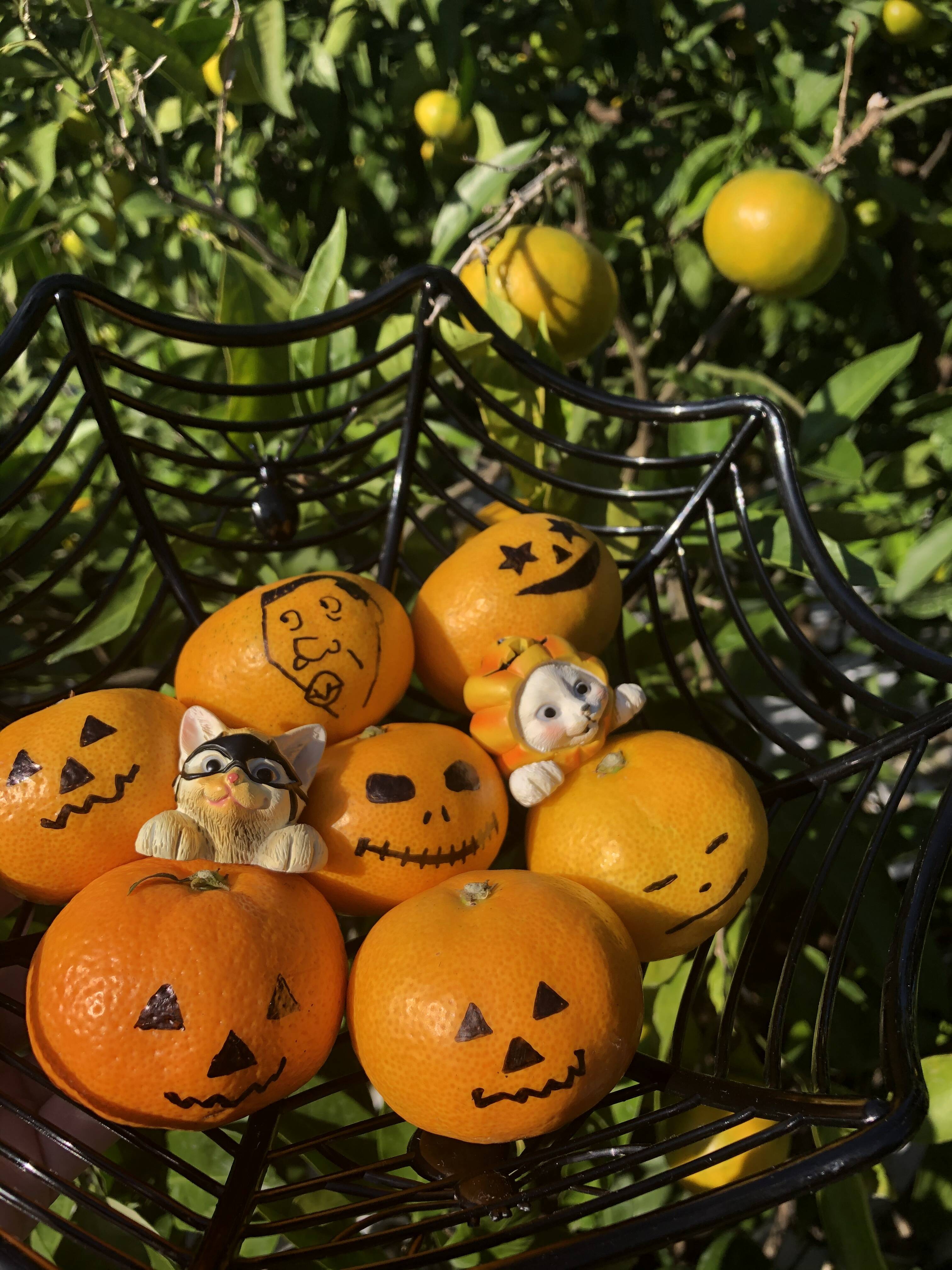 ハロウィンみかん｜食べチョク｜産地直送(産直)お取り寄せ通販 - 農家