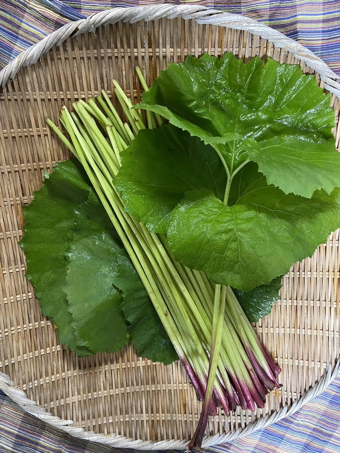 天然山蕗(やまぶき・ふき) 橋本ふるさと便：和歌山県産のフキ｜食べ
