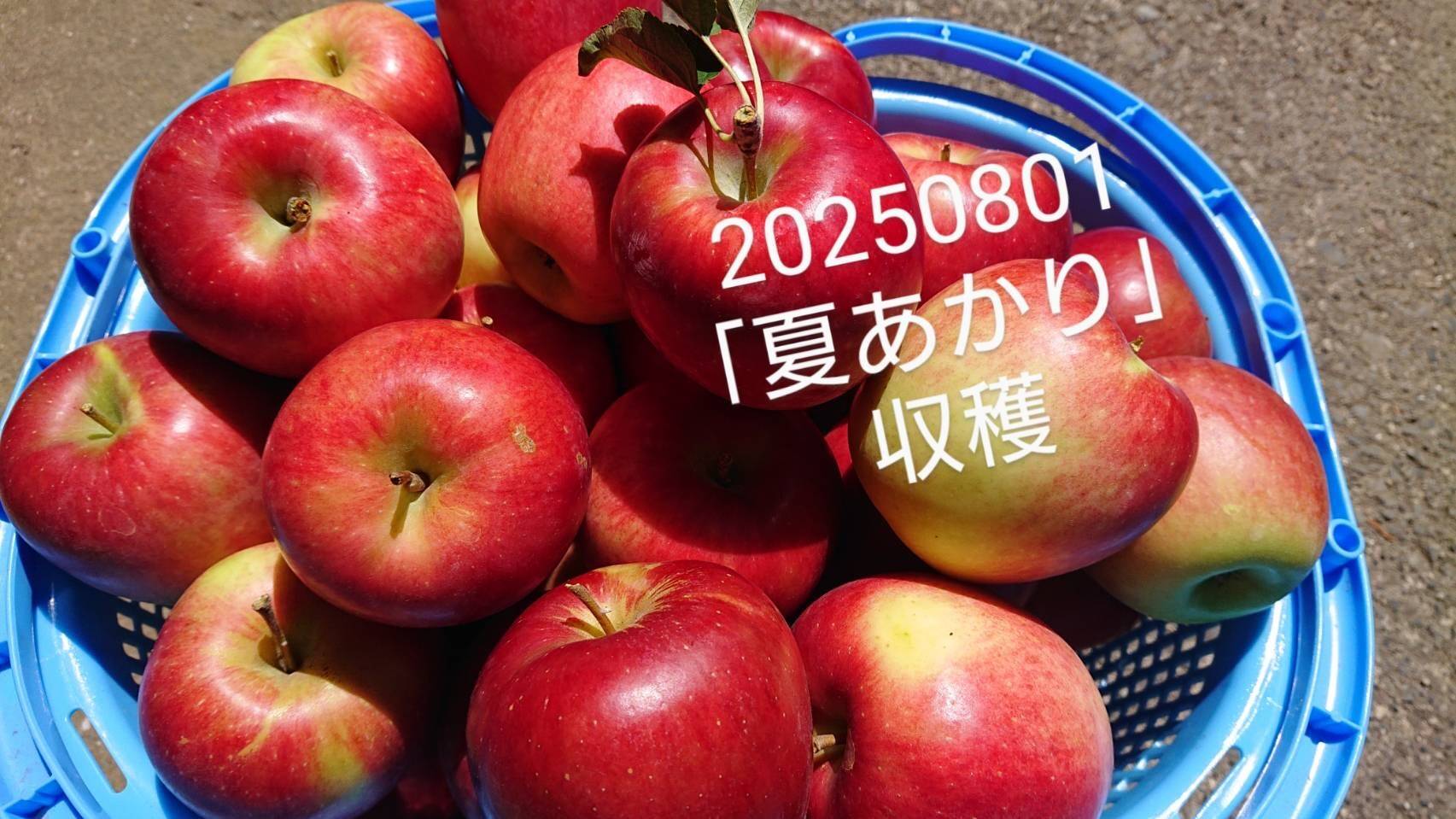 青森りんご(夏期出品控えめです)ページ 99065-108-