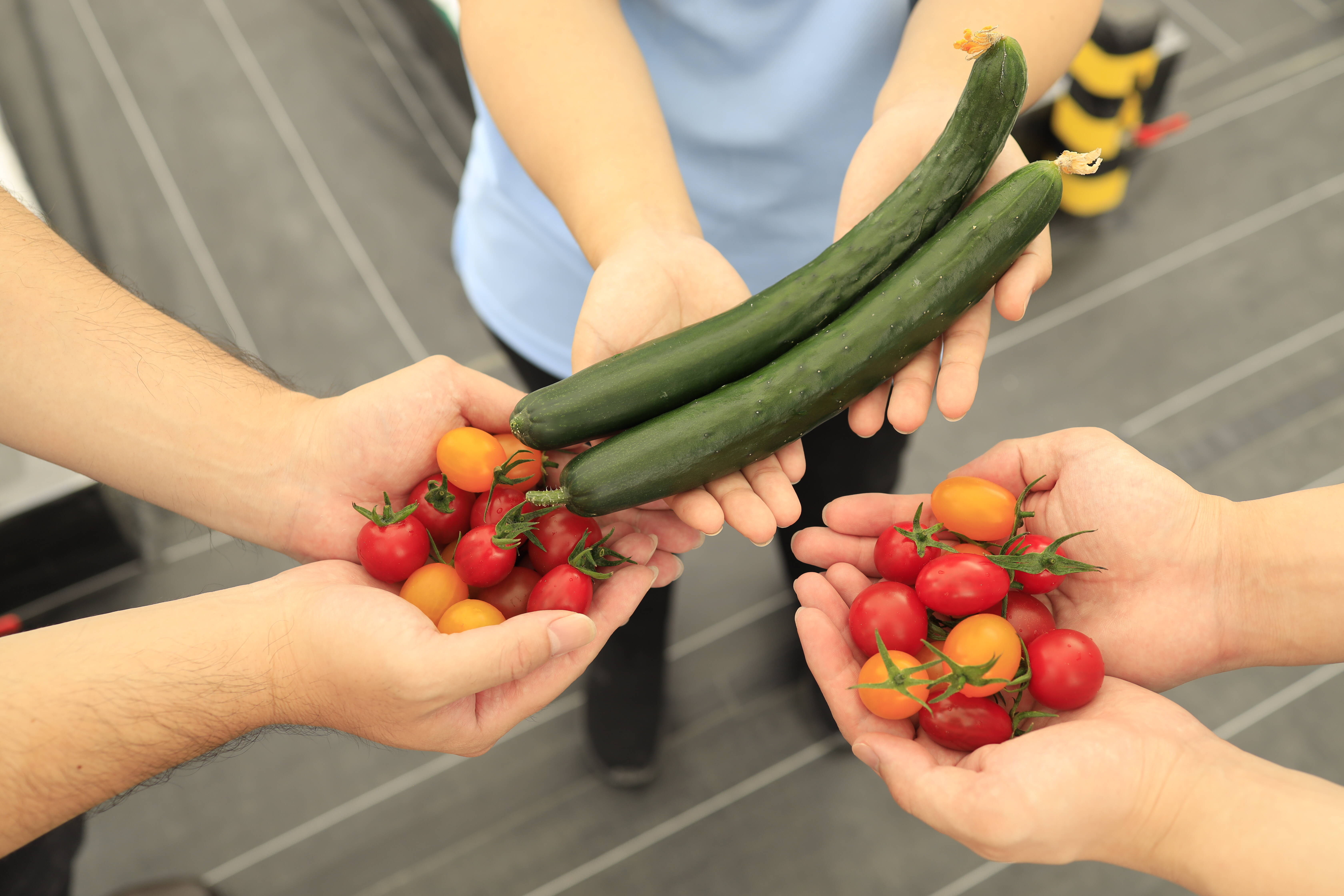 ☆5月販売分 野菜セット【コラボステッカーつき！】：東京都産の