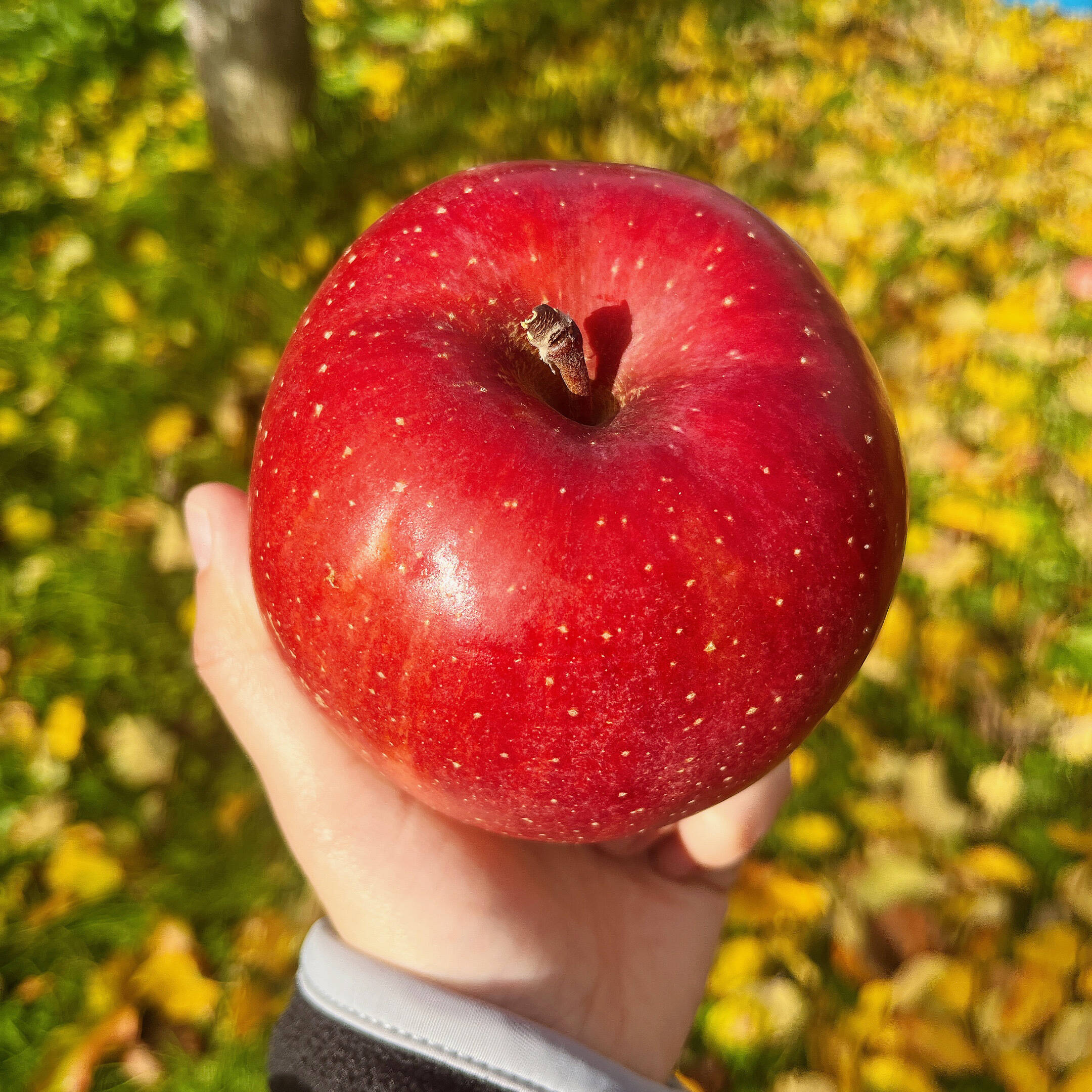 綺麗な葉とらずサンふじ 5キロ箱 12～18玉：長野県産のふじ｜食べ