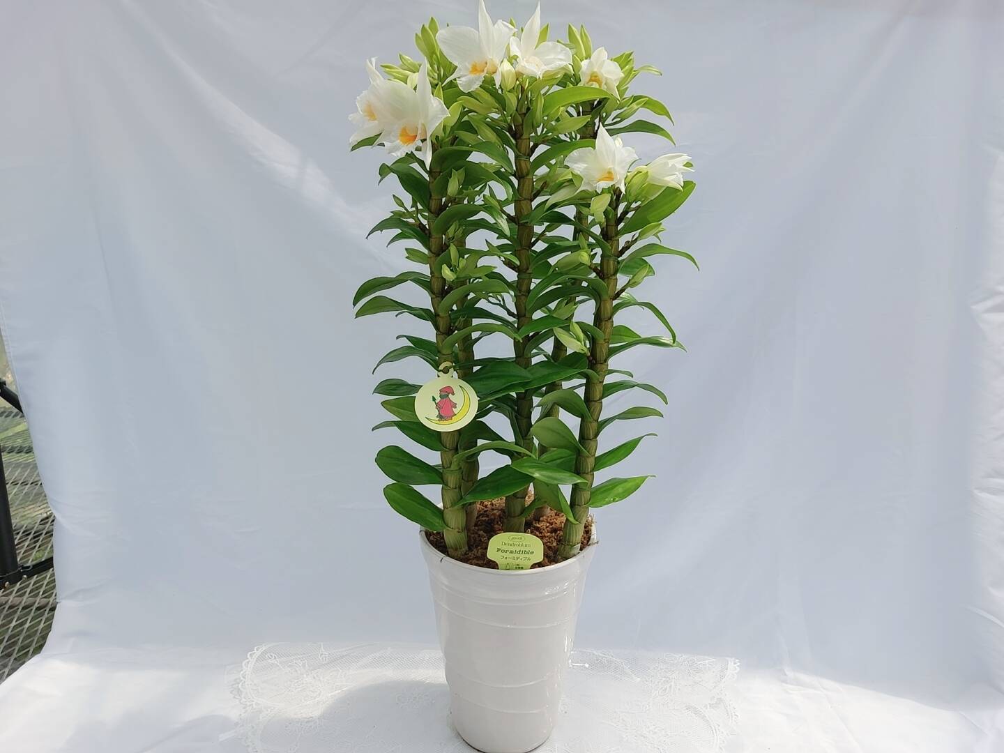 06eff2561e85d7451af118284531a0