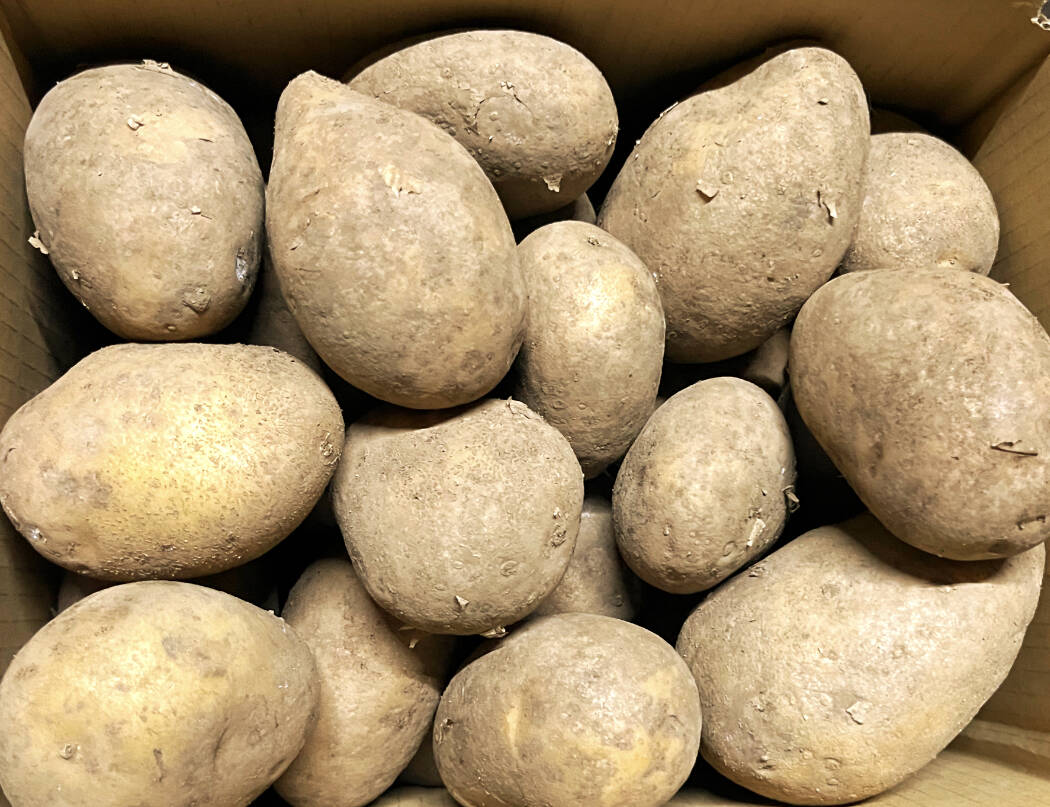 熟成激甘】MLピルカ 北海道 じゃがいも 8kg ジャガイモ 旨い