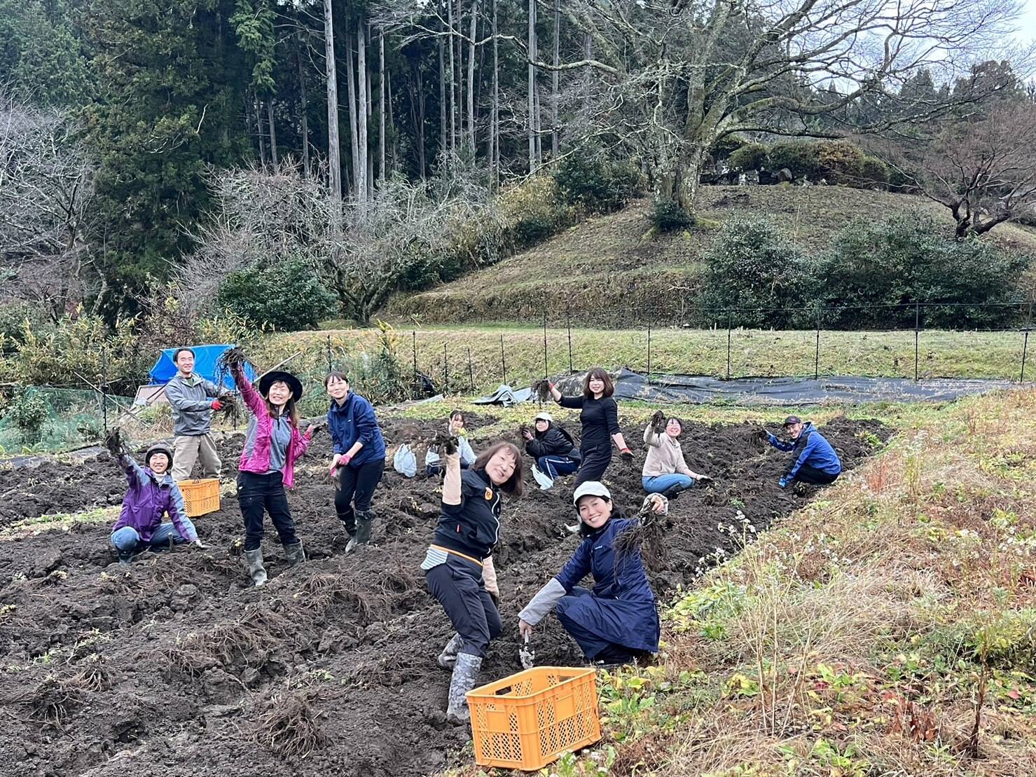 大和当帰の根、掘り起こしました！｜食べチョク｜産地直送(産直)お
