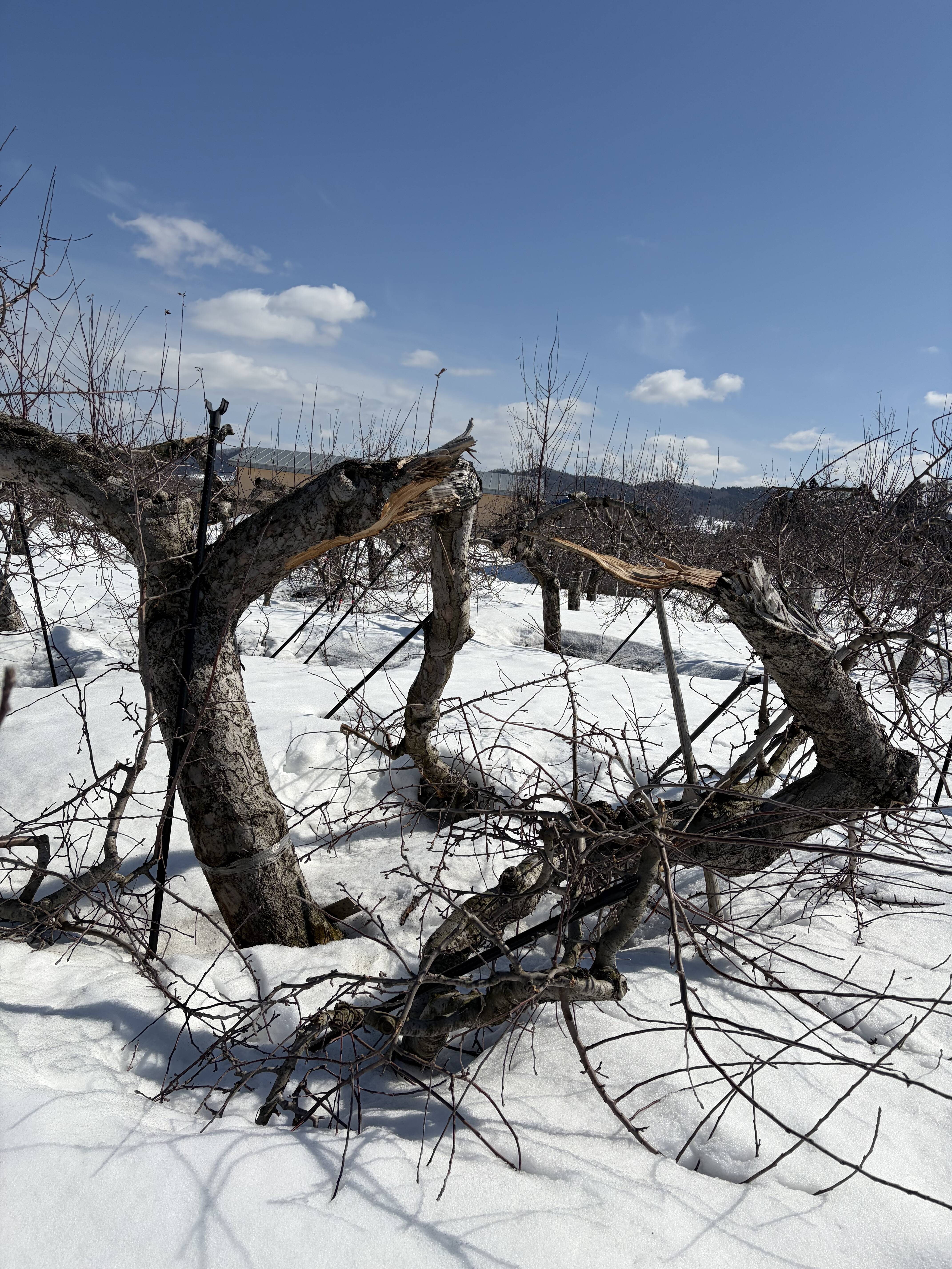 雪害の様子｜食べチョク｜産地直送(産直)お取り寄せ通販 - 農家・漁師