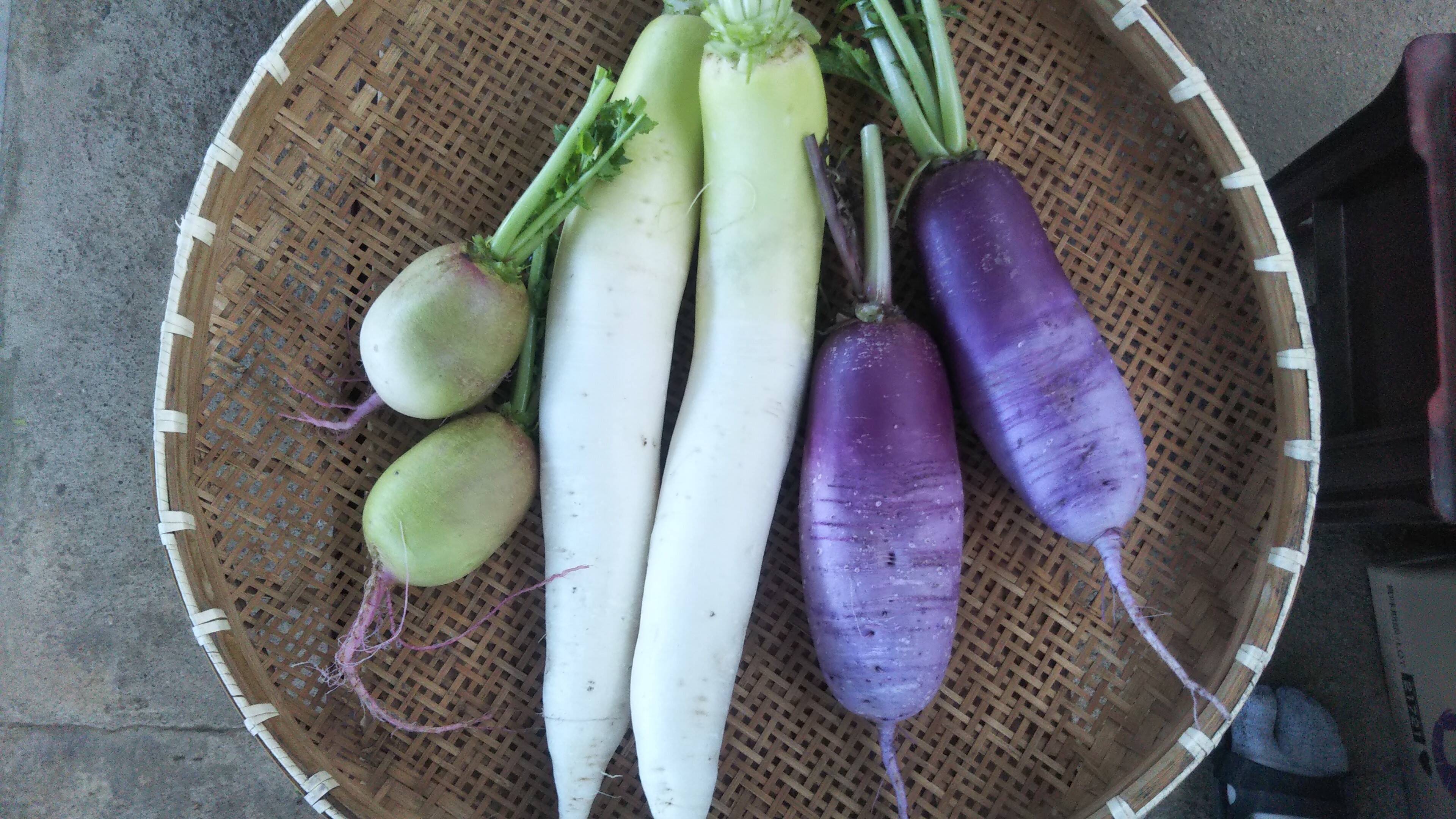 たまきちさんリクエスト 白大根 紫大根 紅芯大根 各２本づつ プラス大根葉２袋 すじなしインゲン豆４袋 長ナス一袋約500g 大根 は少し曲がっていても買ってくださいね 大根のせいでは無いので 徳島県産の野菜 食べチョク 産地直送 産直 お取り寄せ通販 農家