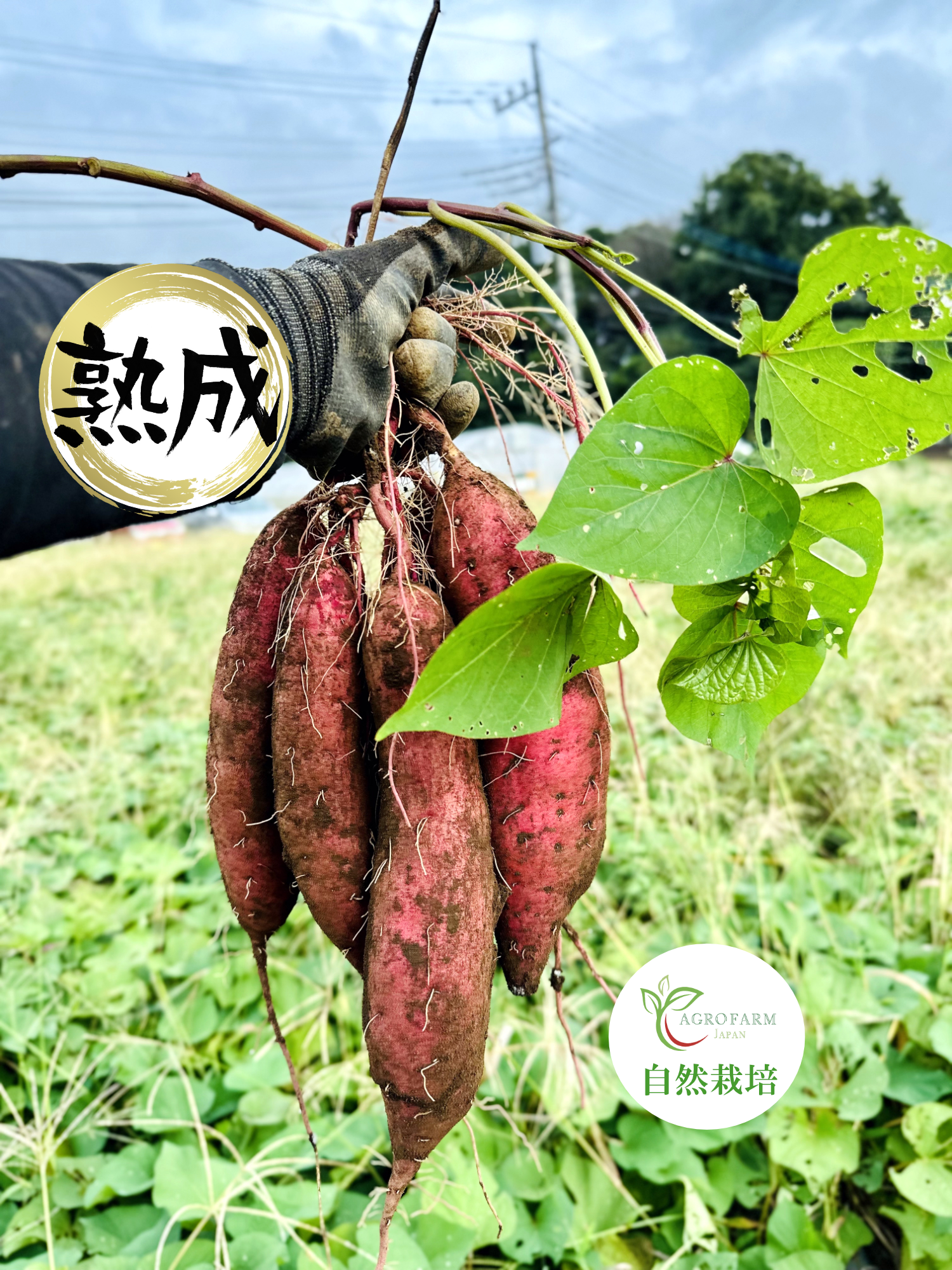 〇 100日間以上熟成しました 〇【限定特別価格】 熟成芋🍠農薬不
