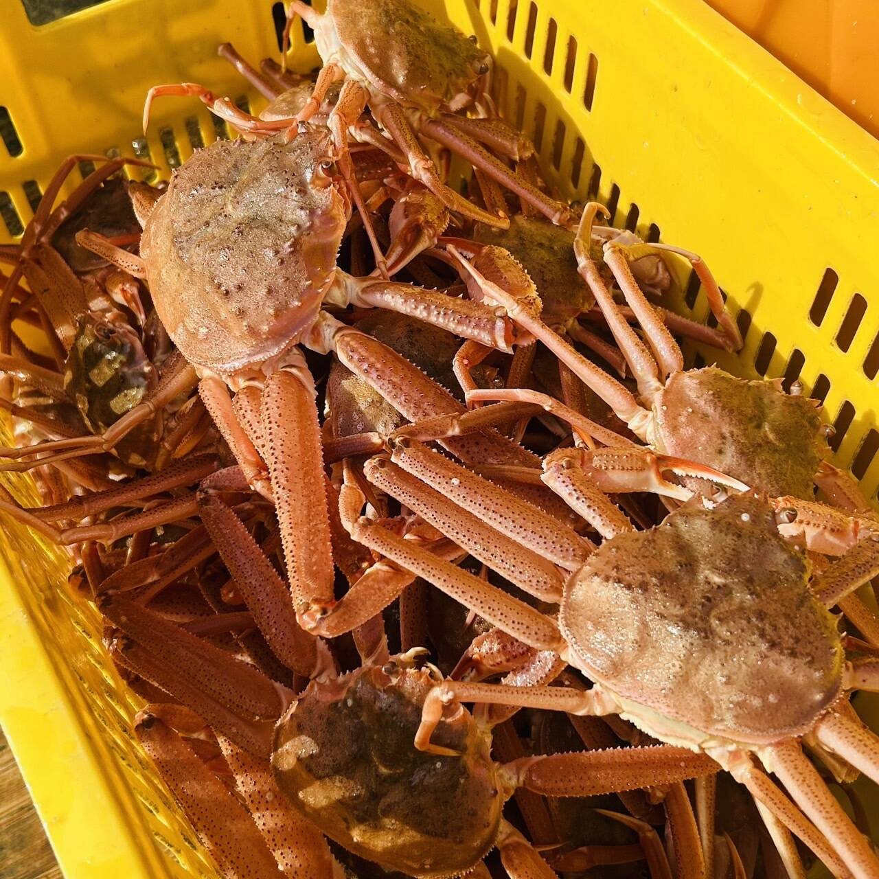 北海道産 活オオズワイガニ3キロ 食品