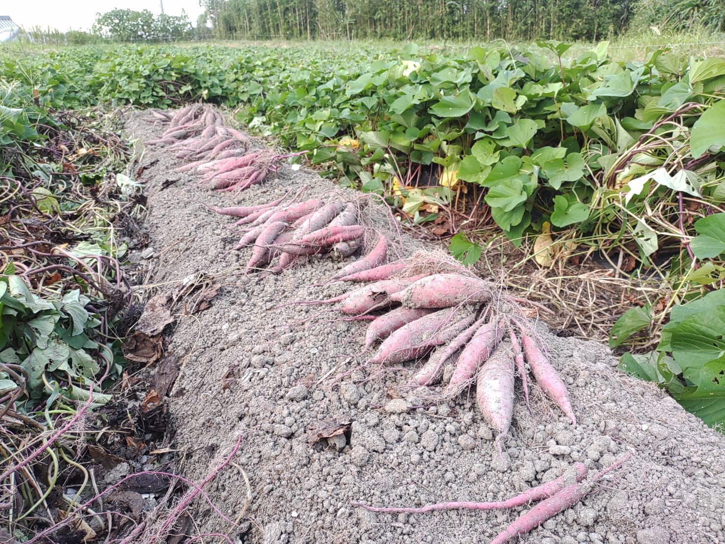 自然栽培さつまいも(紅はるか)5kgセット