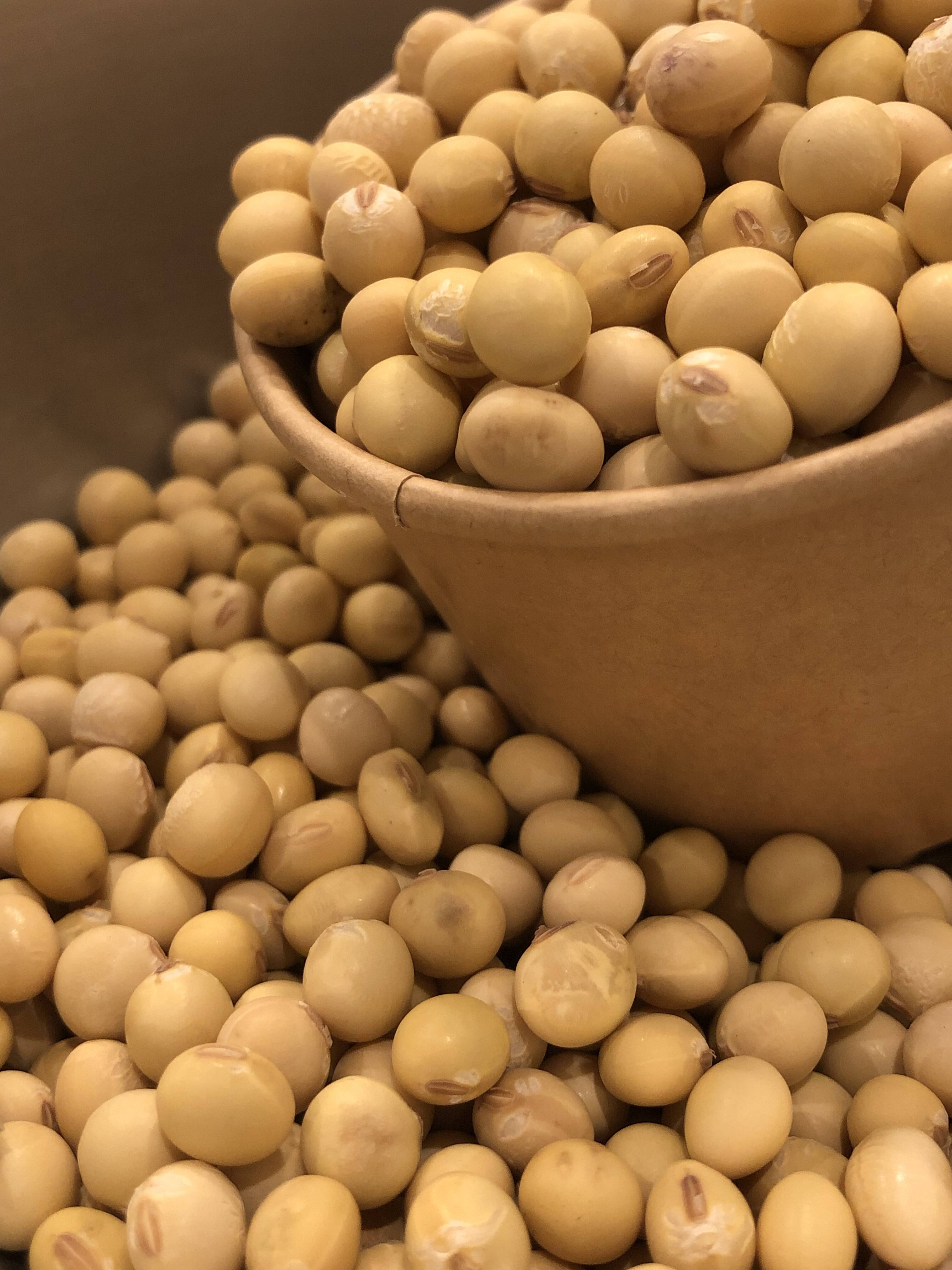 令和7年産】自然栽培「ふくゆたか大豆」（静岡県産）：静岡県産の