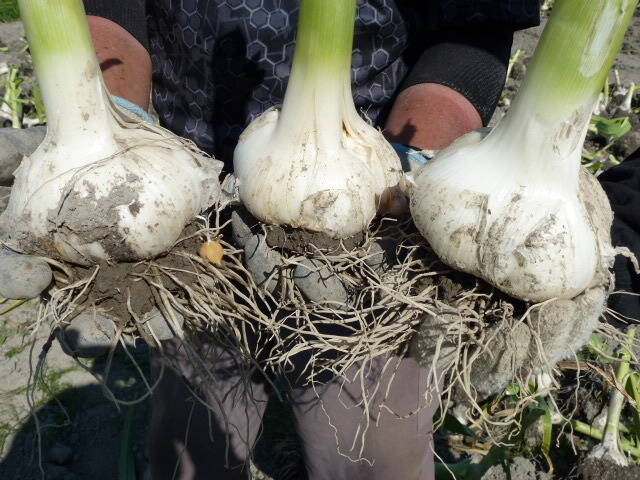 076c2465b481da7af2bddd0535a5ff