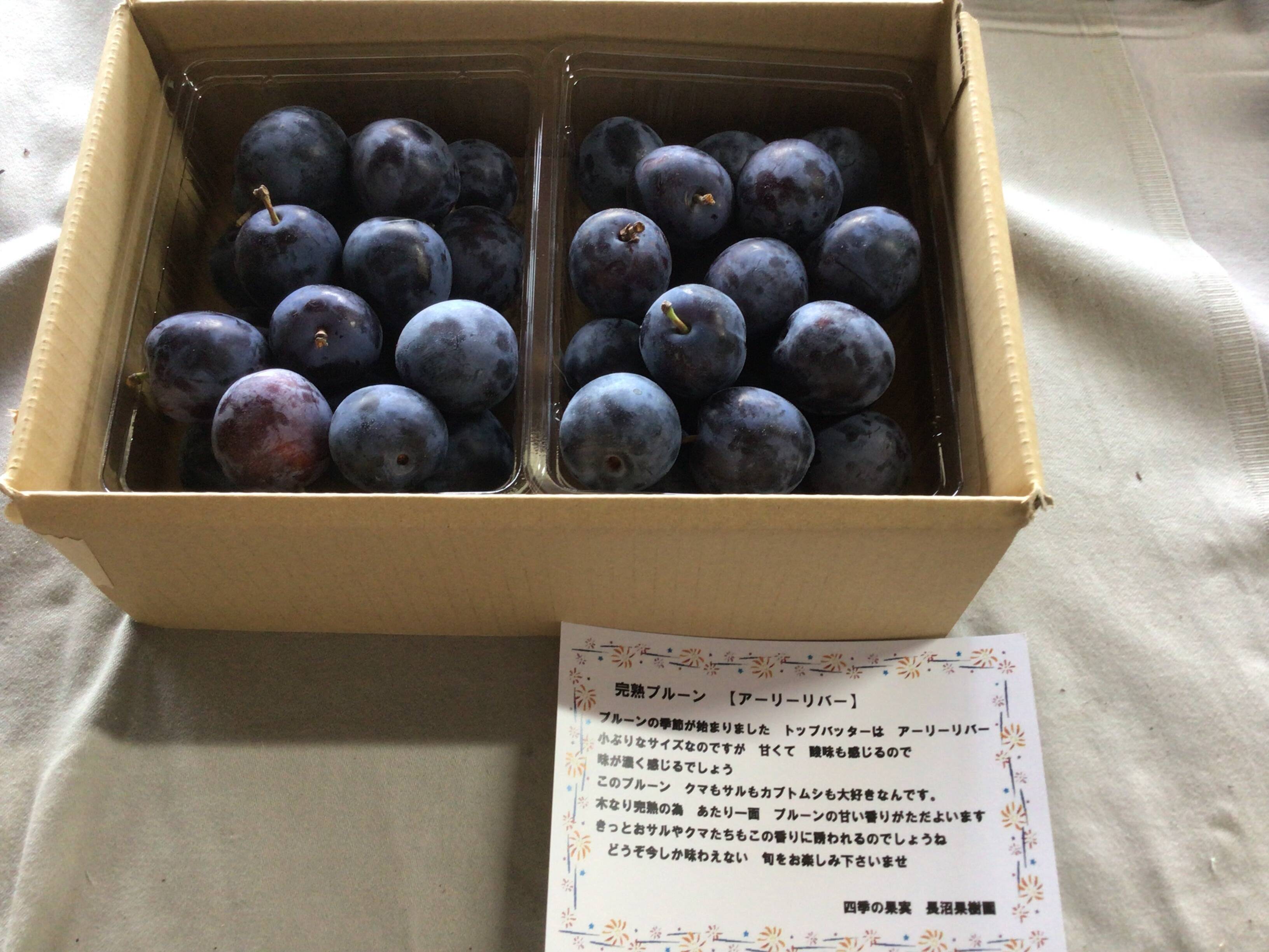 今が旬 完熟生プルーン アーリーリバー 500g✖️2パック：山形県産の 