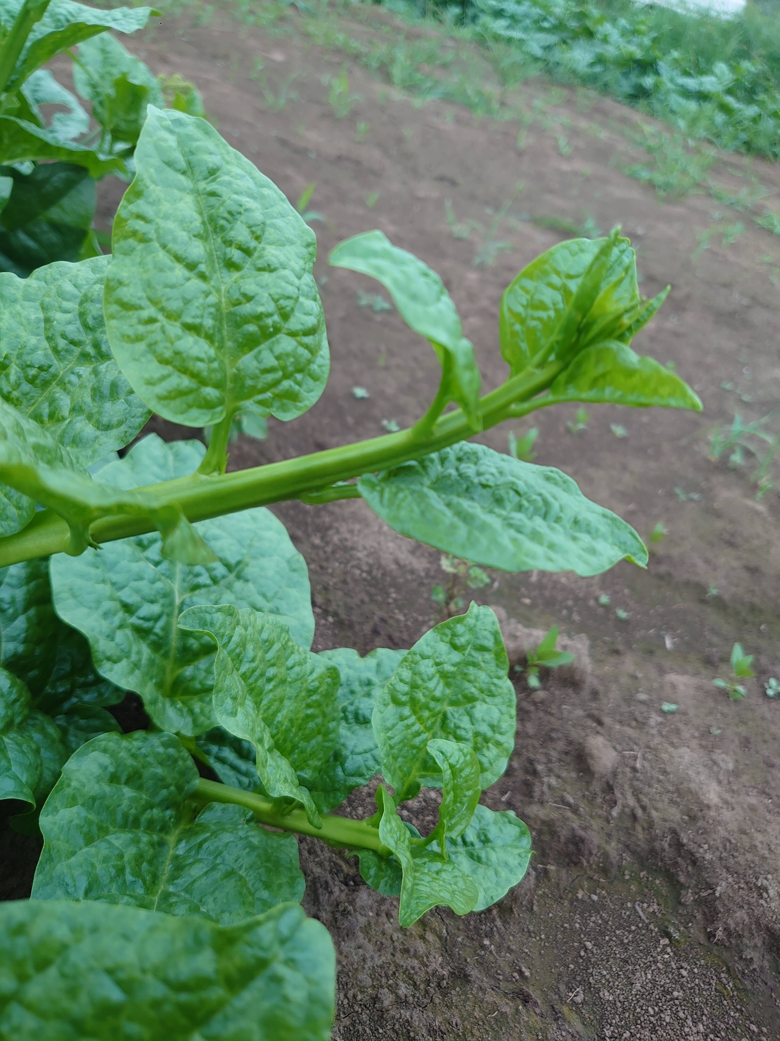 つるむらさき 500g：千葉県産のその他葉物野菜｜食べチョク｜産地直送(産直)お取り寄せ通販 - 農家・漁師から旬の食材を直送