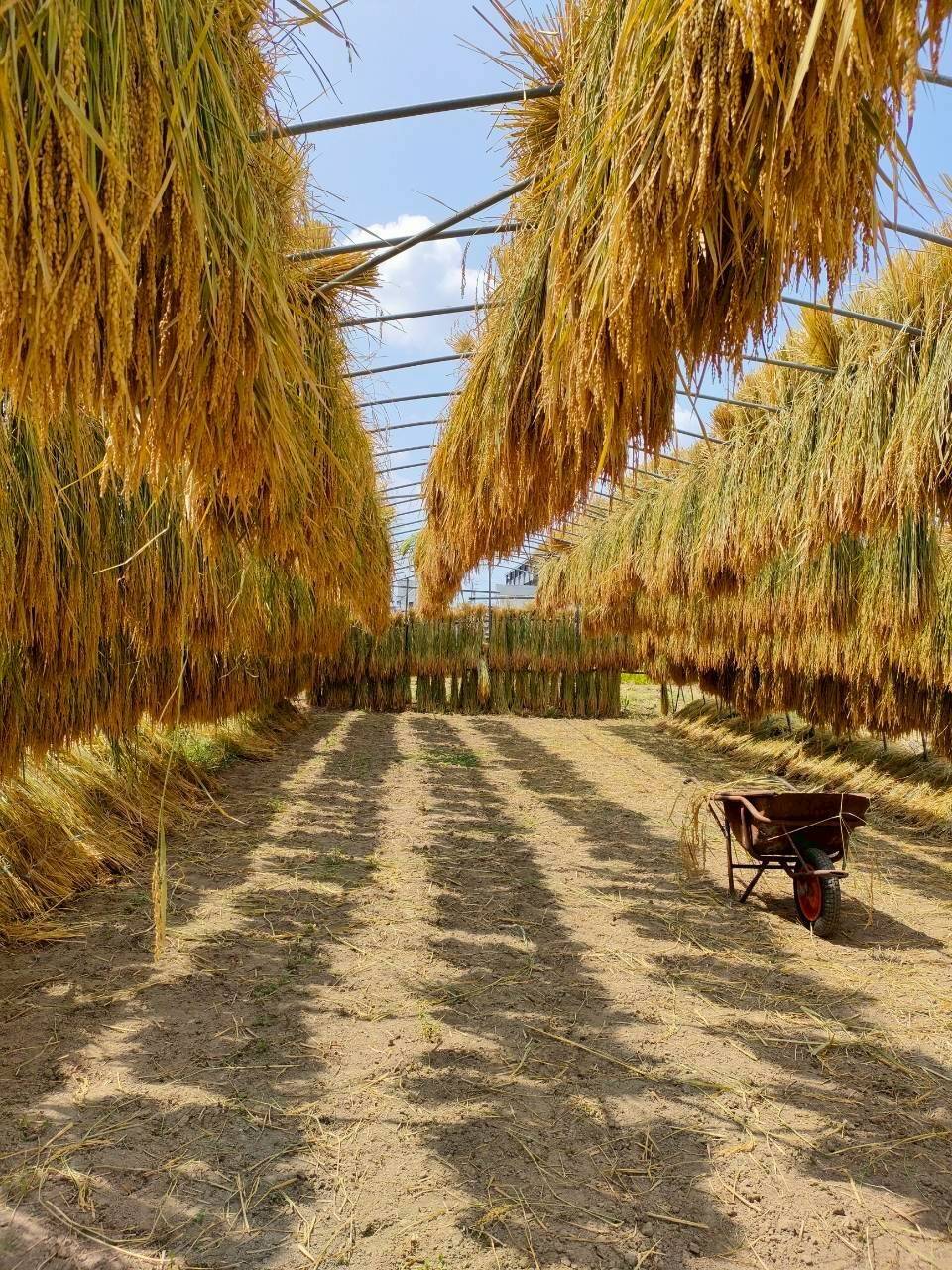 令和7年新米】天日干し コシヒカリ2kg：愛知県産のコシヒカリ｜食べ 