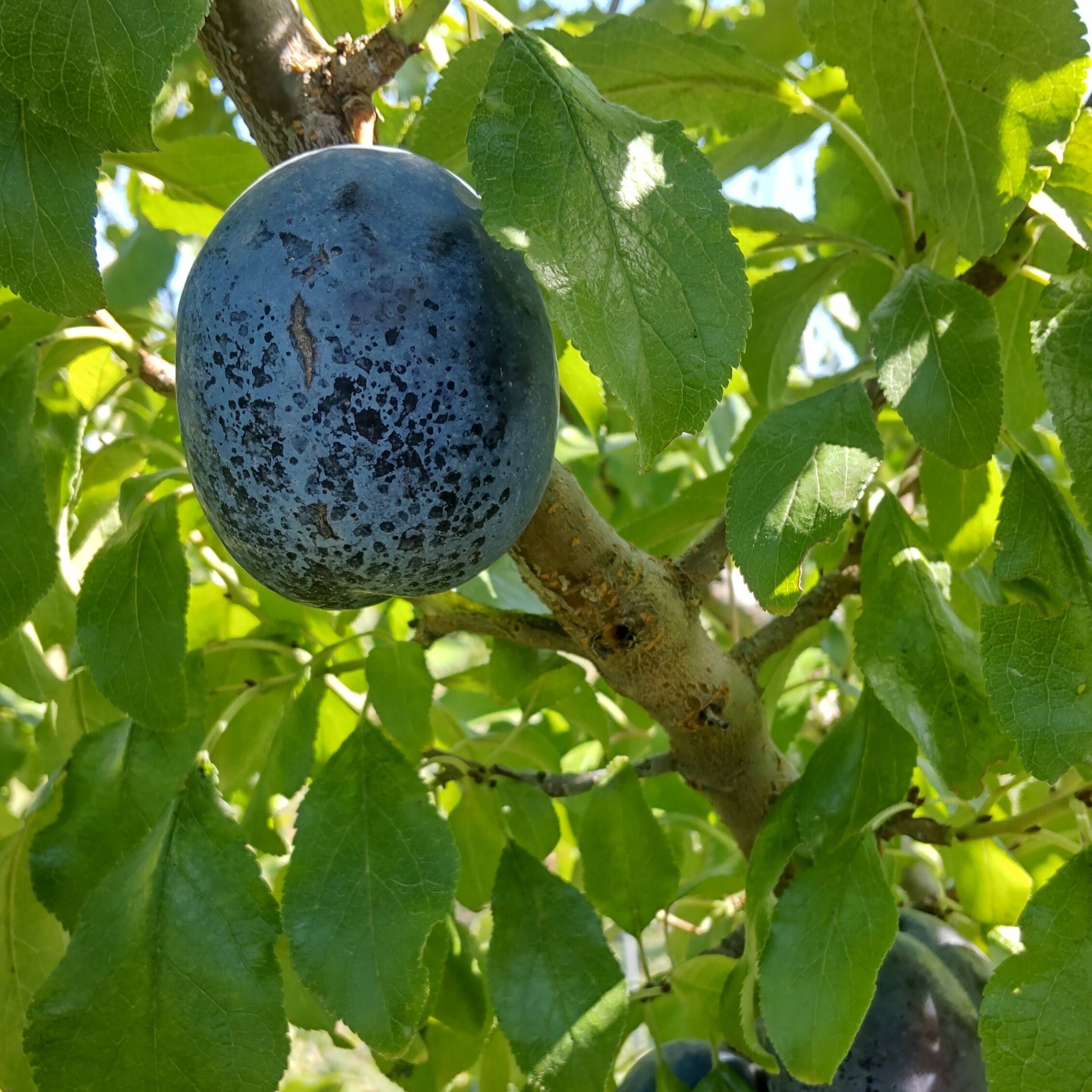 オータムキュート約4㎏！ オータムキュート 2kg（4パック） | 生プルーンと信州リンゴの