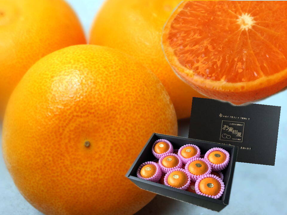 🏆みかん柑橘グランプリ2026最高金賞含む最多4部門受賞の木熟せとか