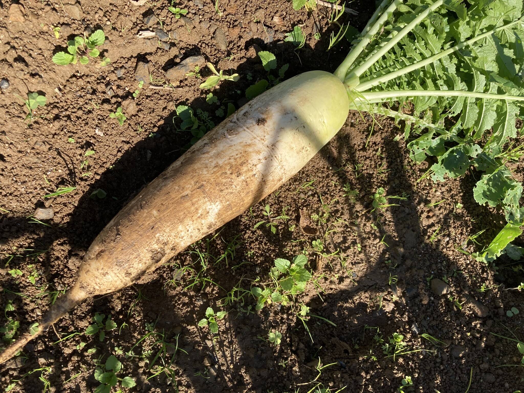 黒丸大根 1kg 千葉県産 化学農薬不使用 - 野菜