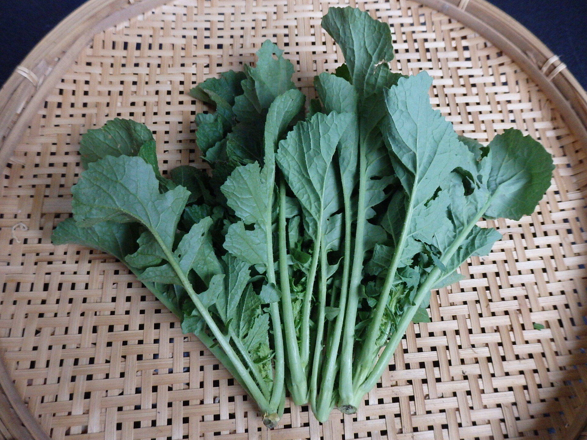 【自然栽培】からし菜：長野県産のその他葉物野菜｜食べチョク｜産地直送(産直)お取り寄せ通販 - 農家・漁師から旬の食材を直送
