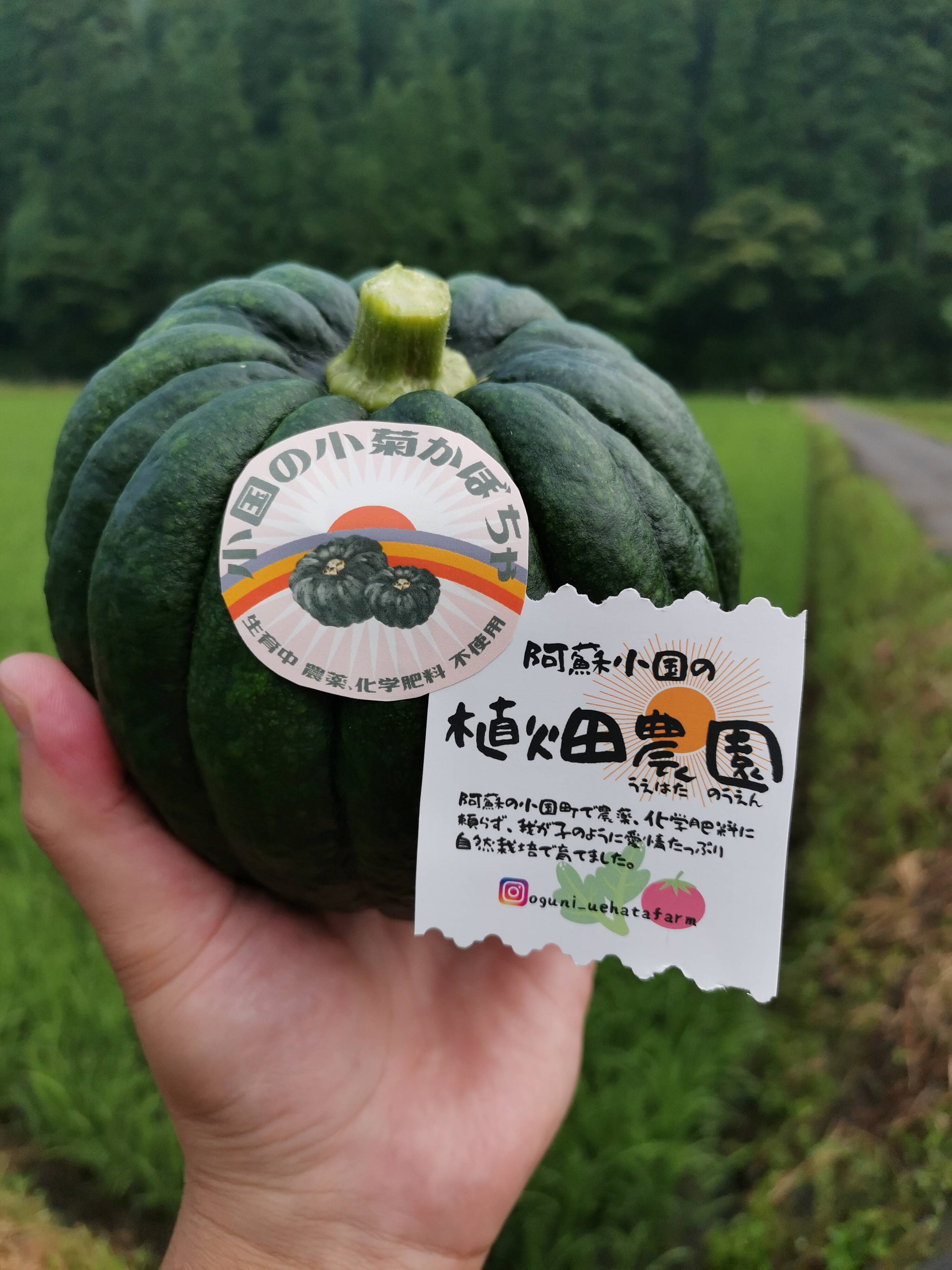 【数量限定】伝統野菜。阿蘇で育った小菊かぼちゃ約1.5㎏（2～3個）：熊本県産のかぼちゃ｜食べチョク｜産地直送(産直)お取り寄せ通販 - 農家・漁師から旬の食材を直送～イメージ画像１～