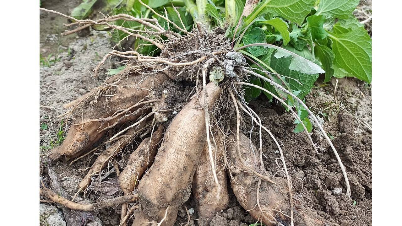 【究極野菜】土付きヤーコン 2kg 高知県産 毎日のサラダに是非取り入れてください！