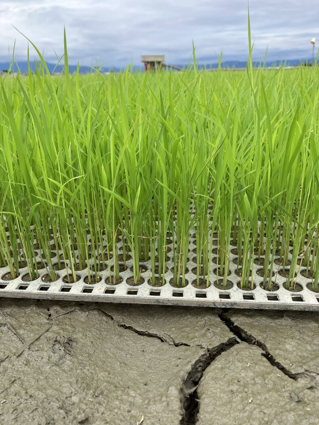 田植えまであと1週間。自然栽培で育む「本物のコシヒカリ」と
