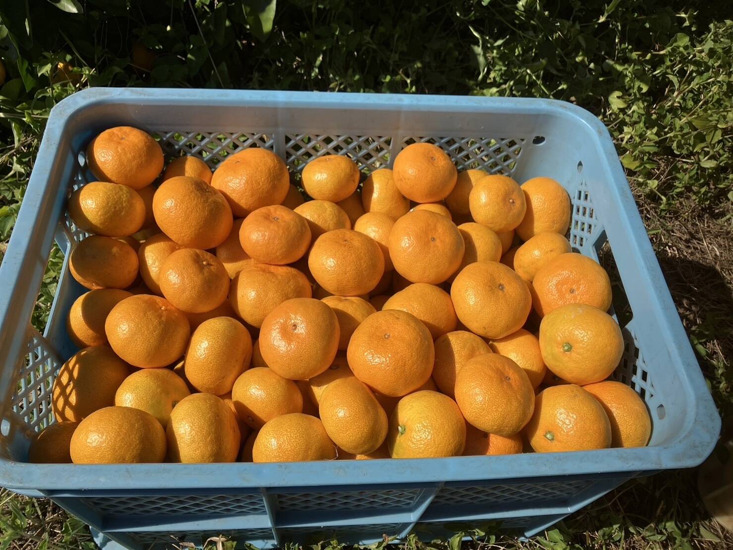 ご自宅用】食べたらやみつき！樹上完熟『興津早生みかん』 5kg：熊本県