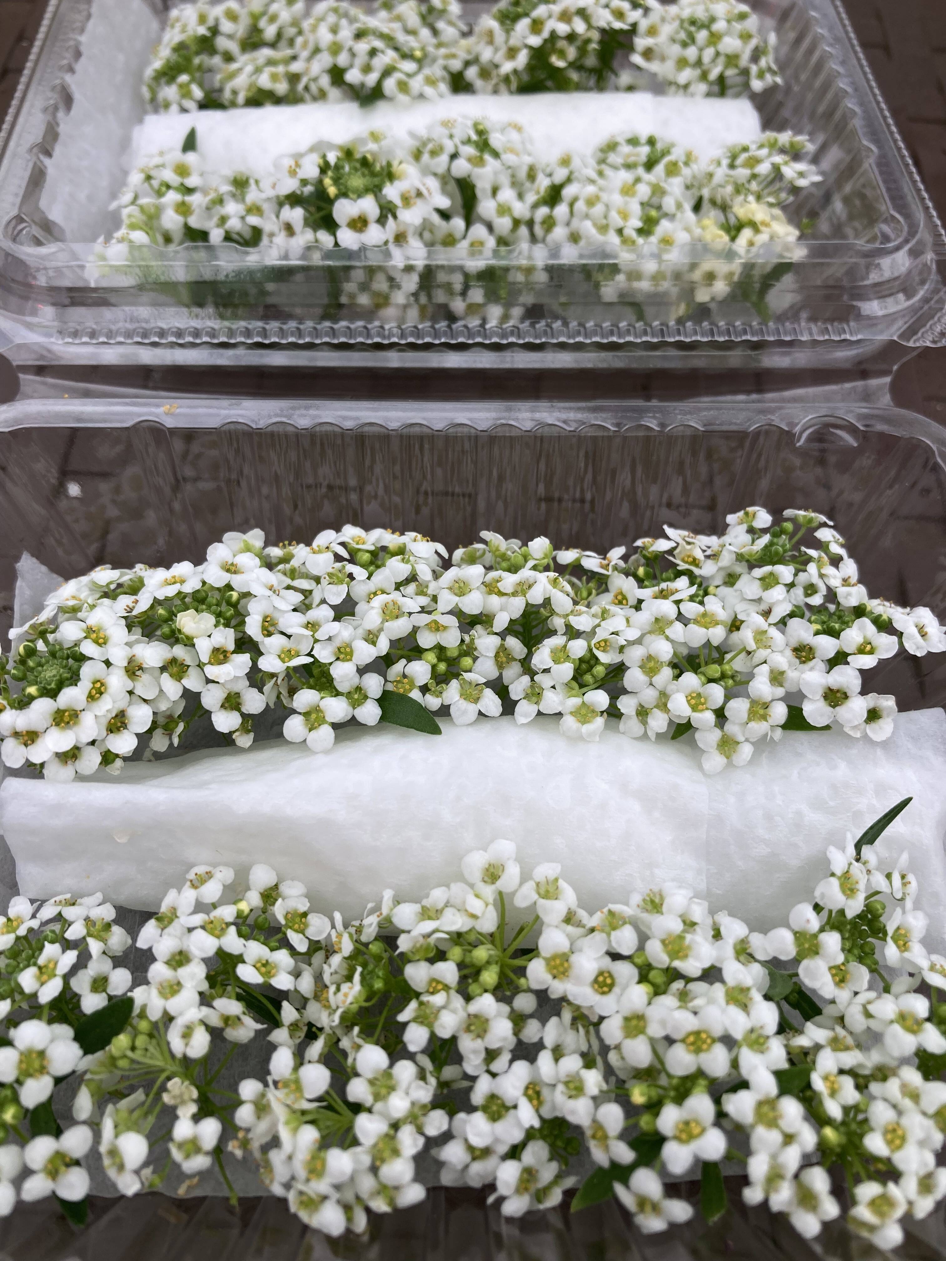 エディブルフラワー アリッサム ホワイト25-30輪：山梨県産のスイート