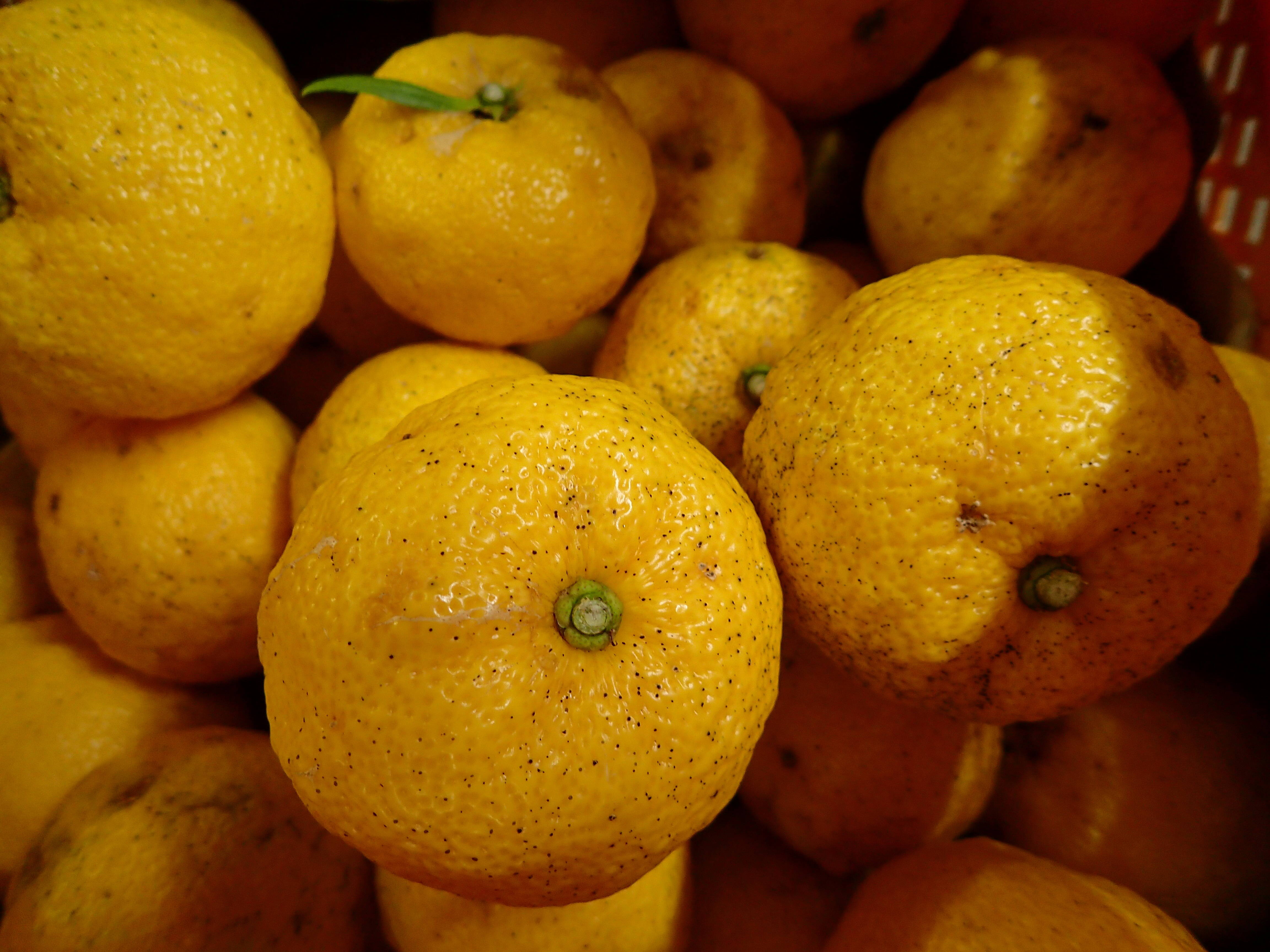 鮮烈な香り！！本場高知の自然栽培ユズ (柚子・ゆず)2kg（多少のキズ