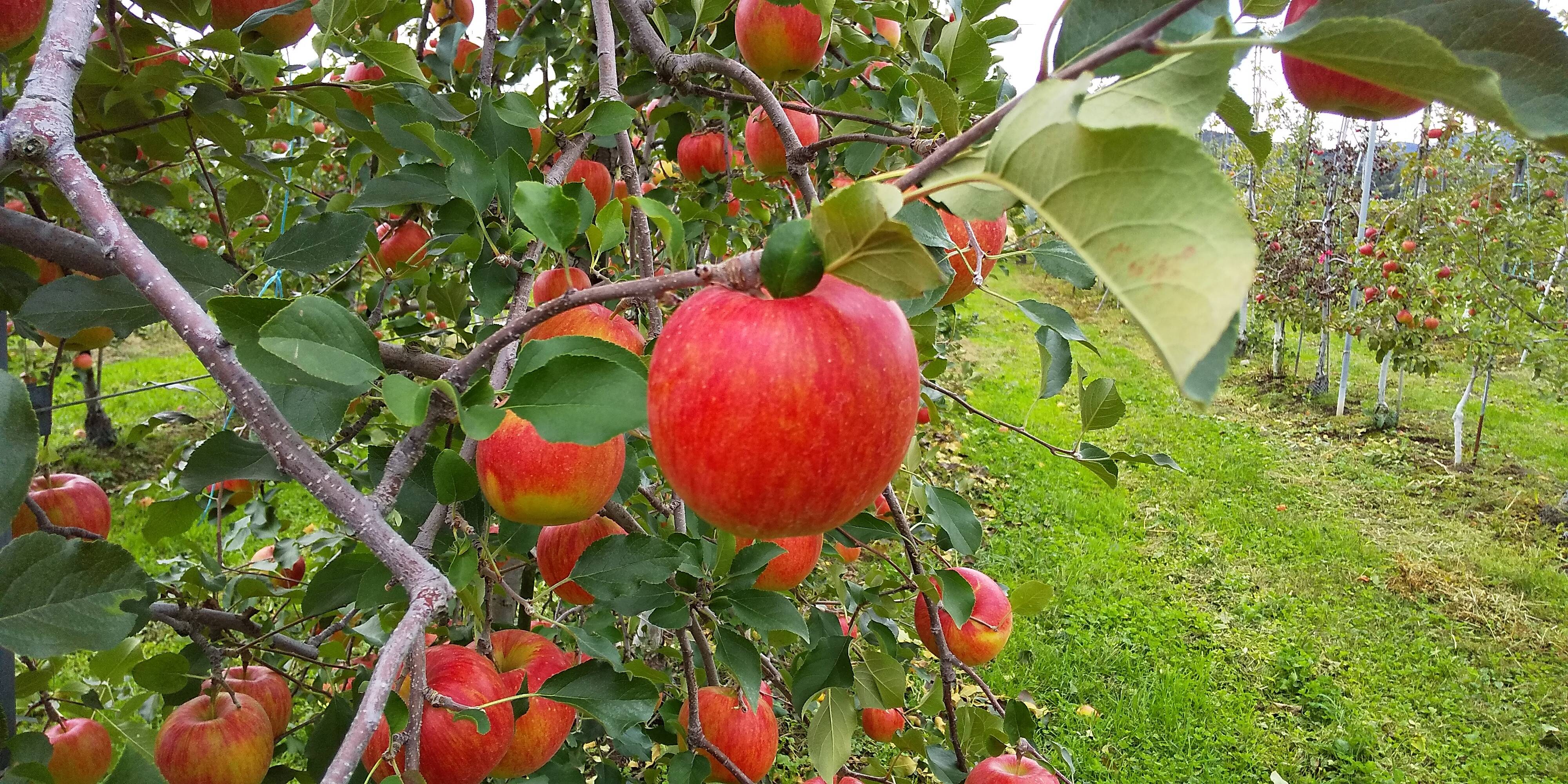 だいちゃん農園の紹介：長野県｜食べチョク｜農家・漁師の産直ネット通販 旬の食材を生産者直送