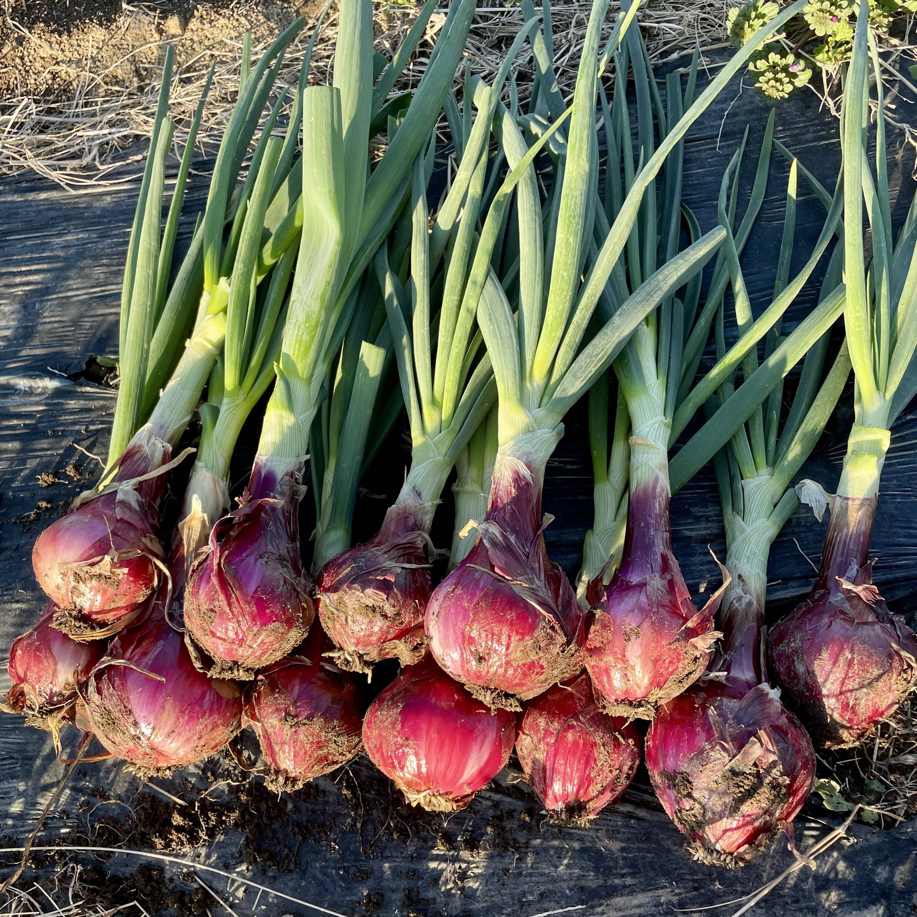有機栽培対応の赤玉ねぎ苗　4000本 期間限定】葉付き新赤玉ねぎ2kg 農薬・化学肥料不使用：埼玉県産の品種