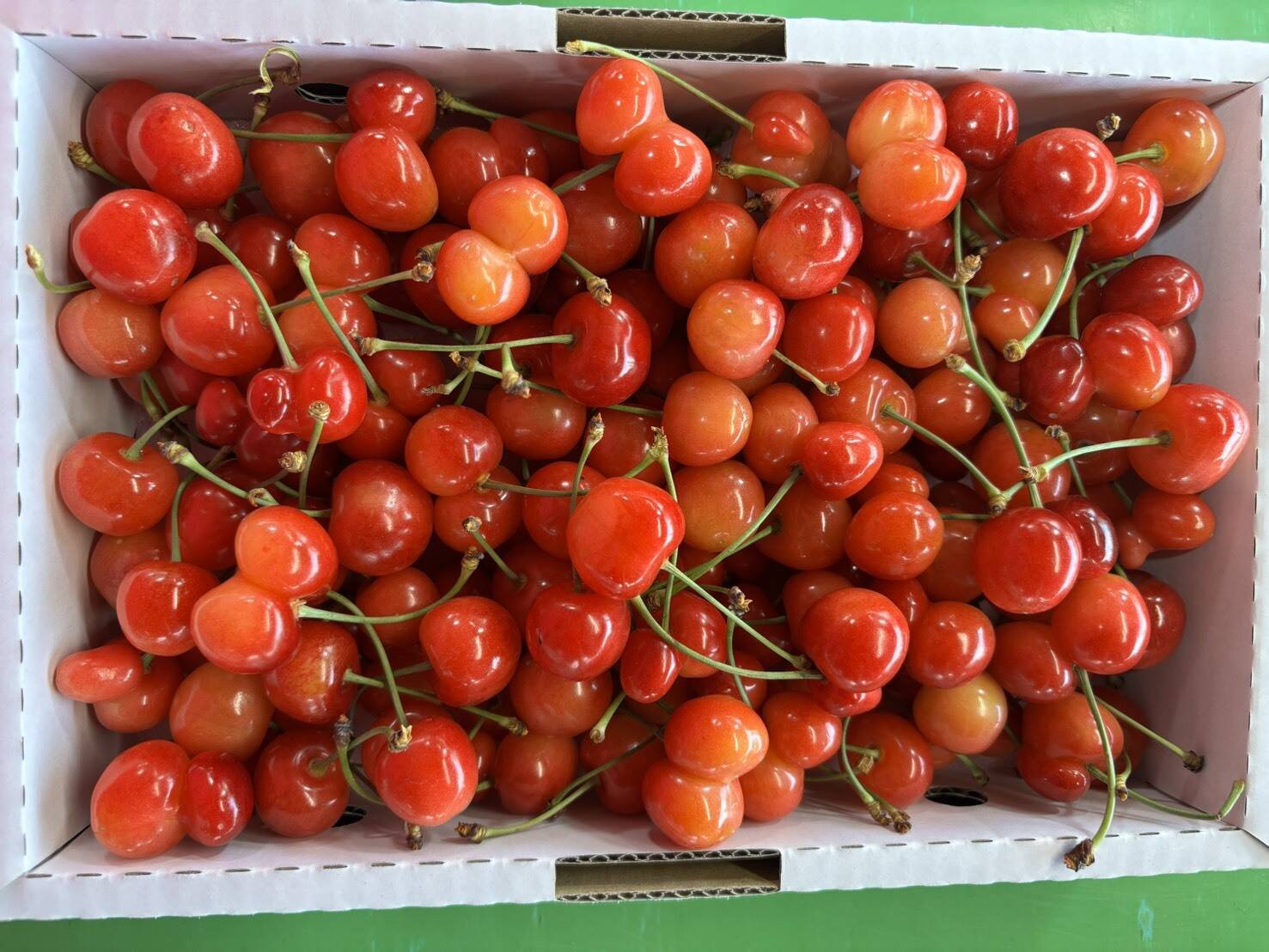 🍒感謝企画🍒 特別商品 まるせい果樹園のさくらんぼ 『佐藤錦』 1k