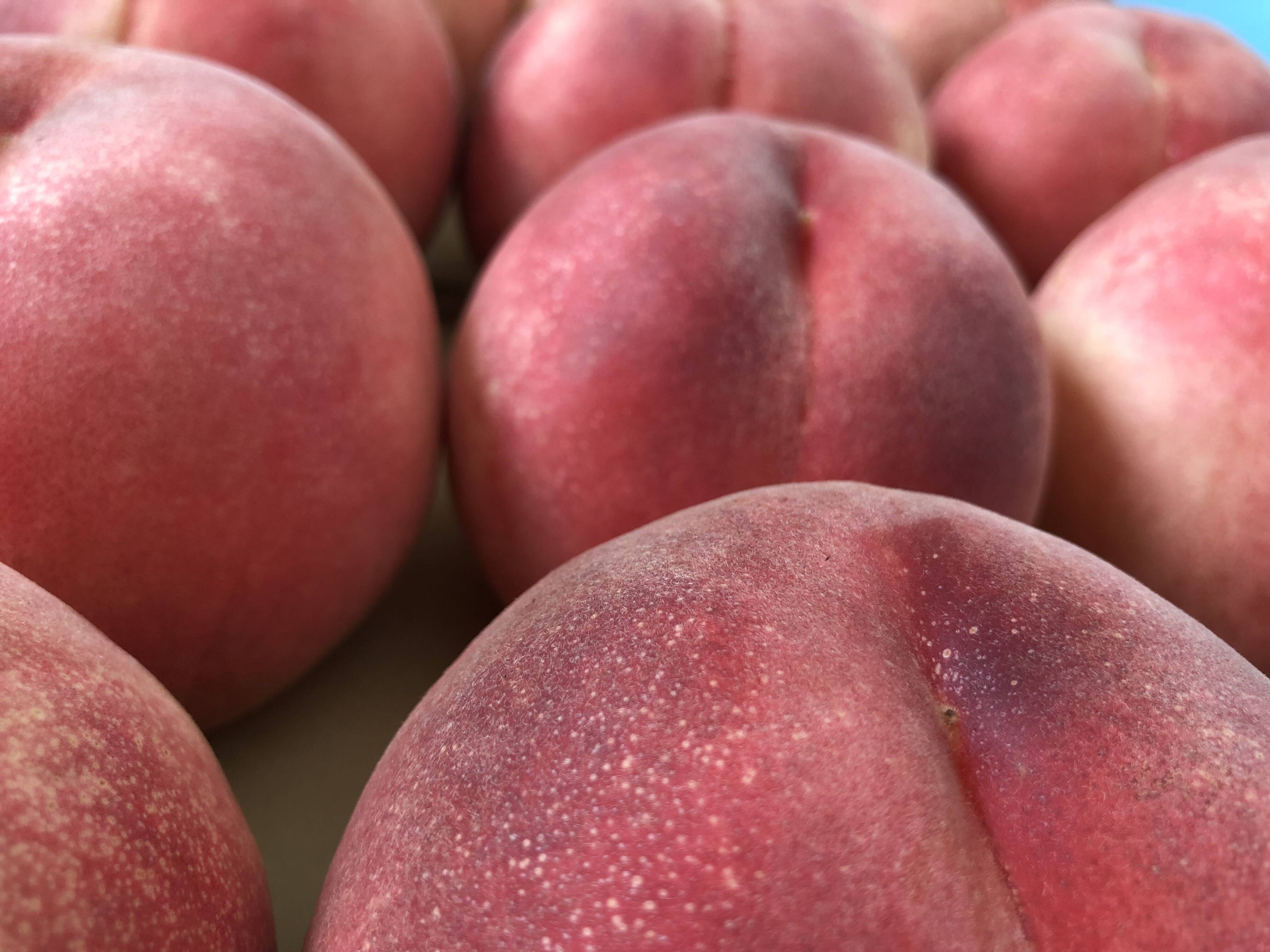 桃「玉うさぎ」家庭用5kg（10〜18玉）：山形県産の玉うさぎ｜食べ