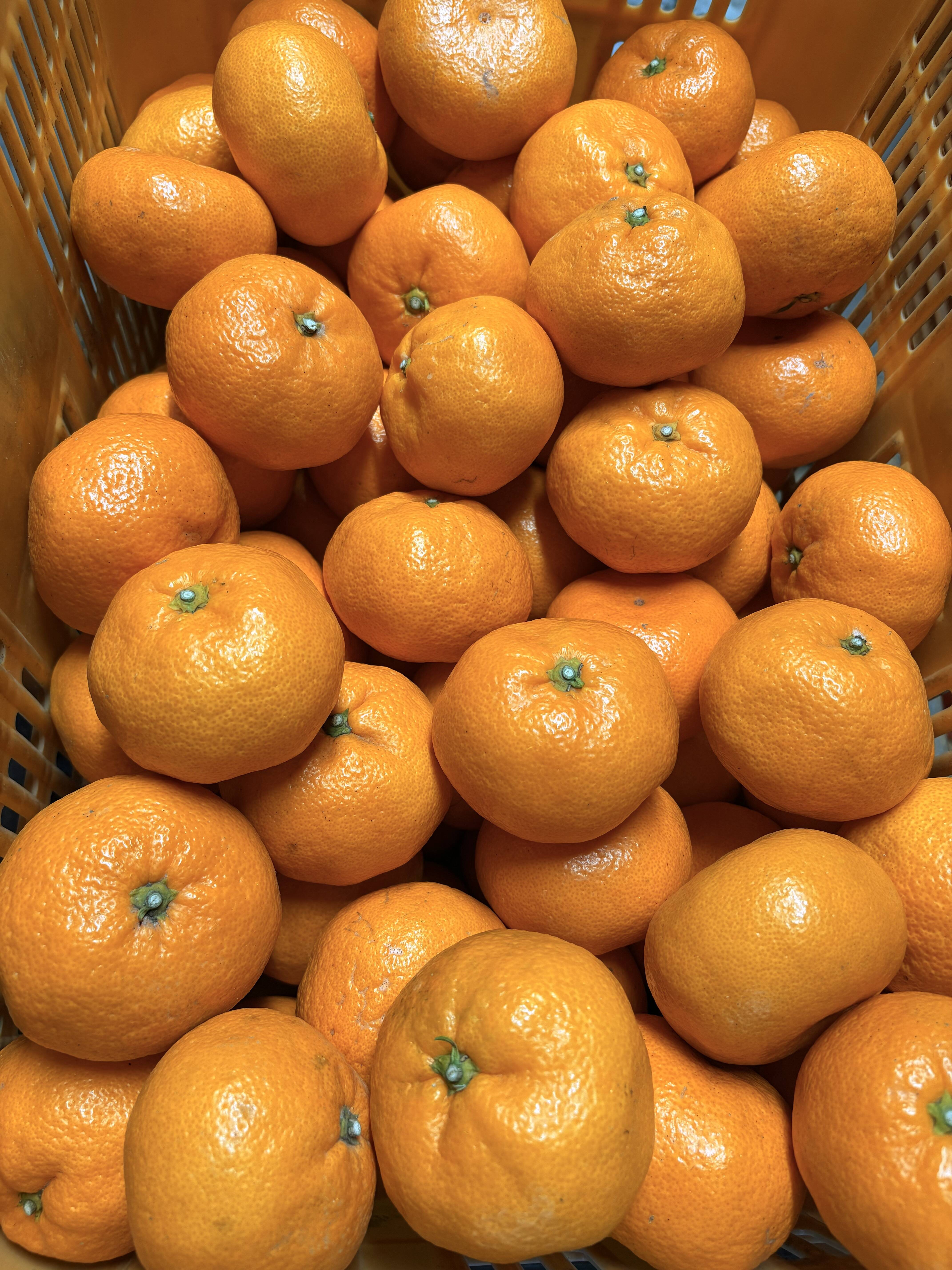 甘さしっかり！瀬戸内育ちの樹上熟成 大津みかん 10kg箱：広島県産の