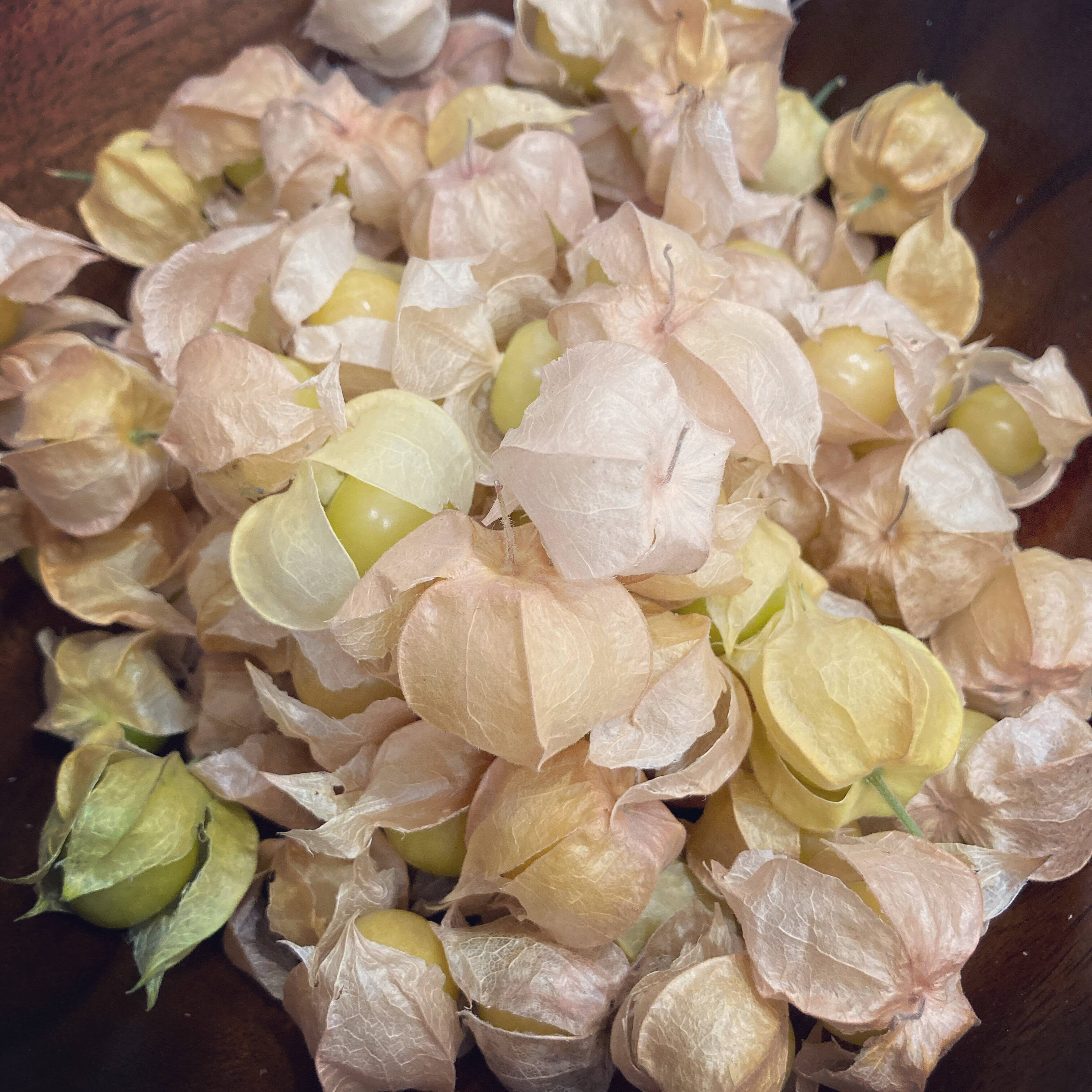 食用ほおずき 小粒品種 ストロベリートマトハニーゴールド 約500g