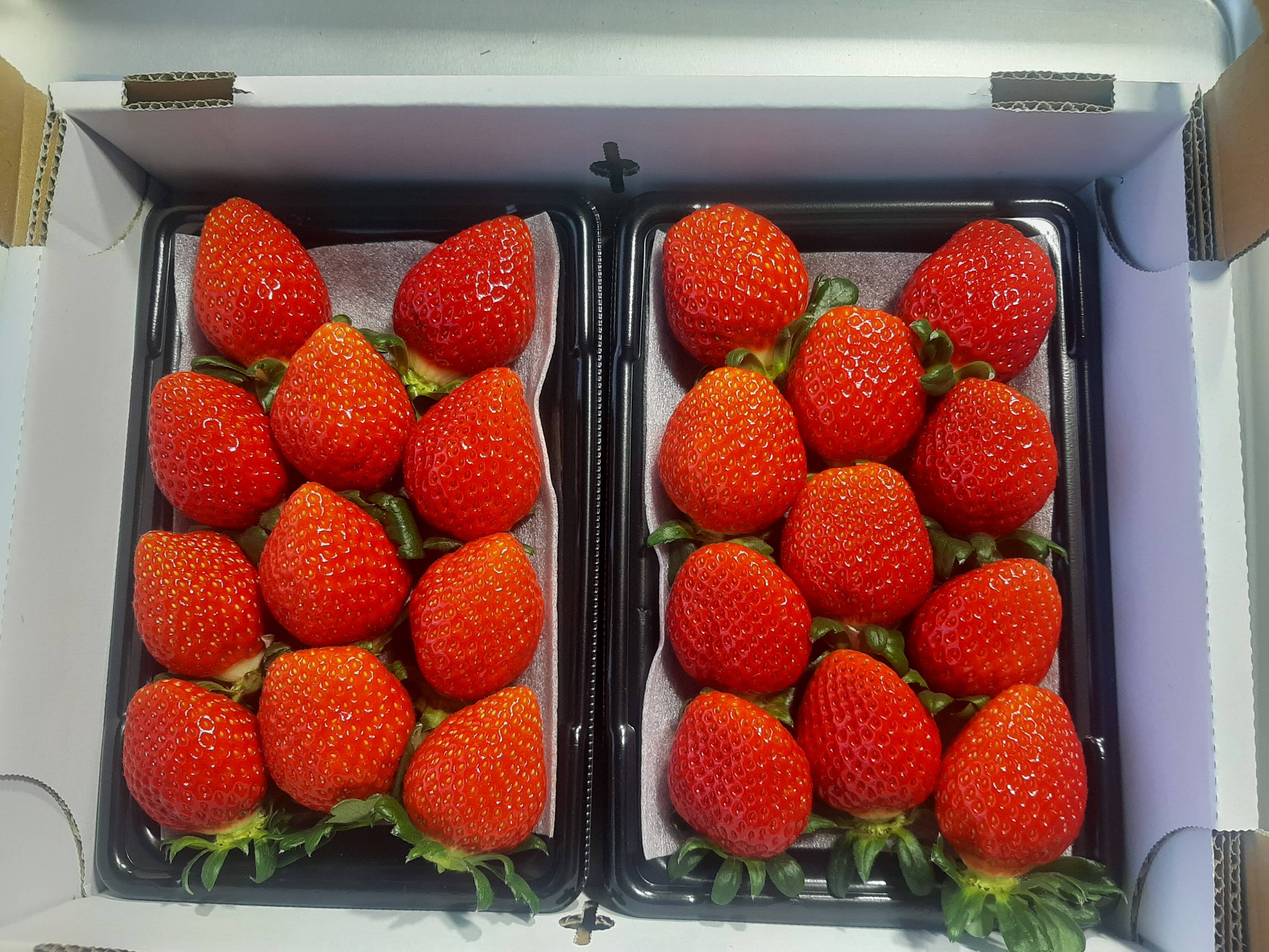 埼玉県限定プレミアムいちご 15粒 3パック+べにたま 1パック 埼玉県限定プレミアムいちご 15粒 3パック+べにたま 1パック