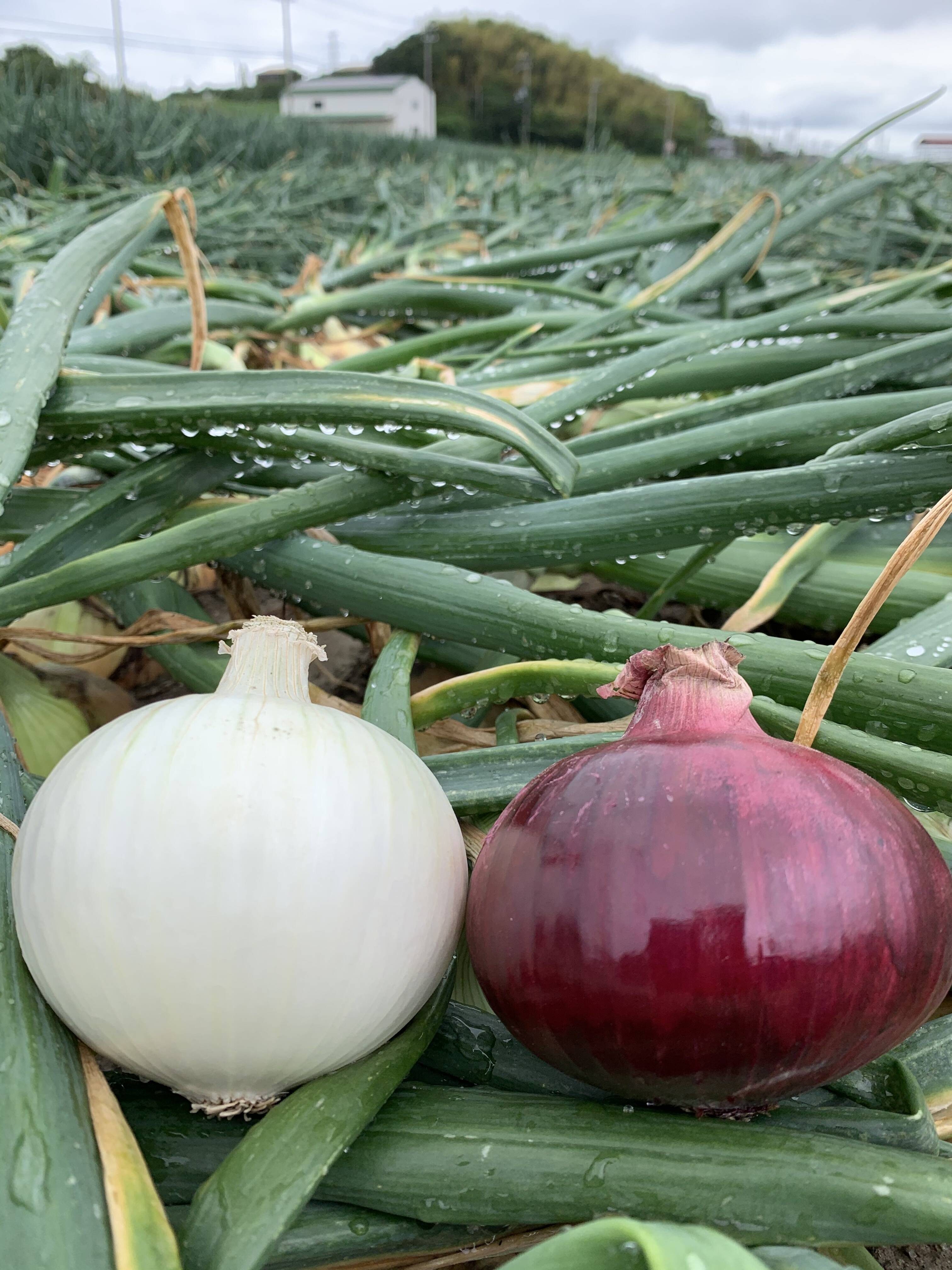不揃い紅白セット3kg🧅今だけの食べ比べ❗️ホワイトベアー！レッド