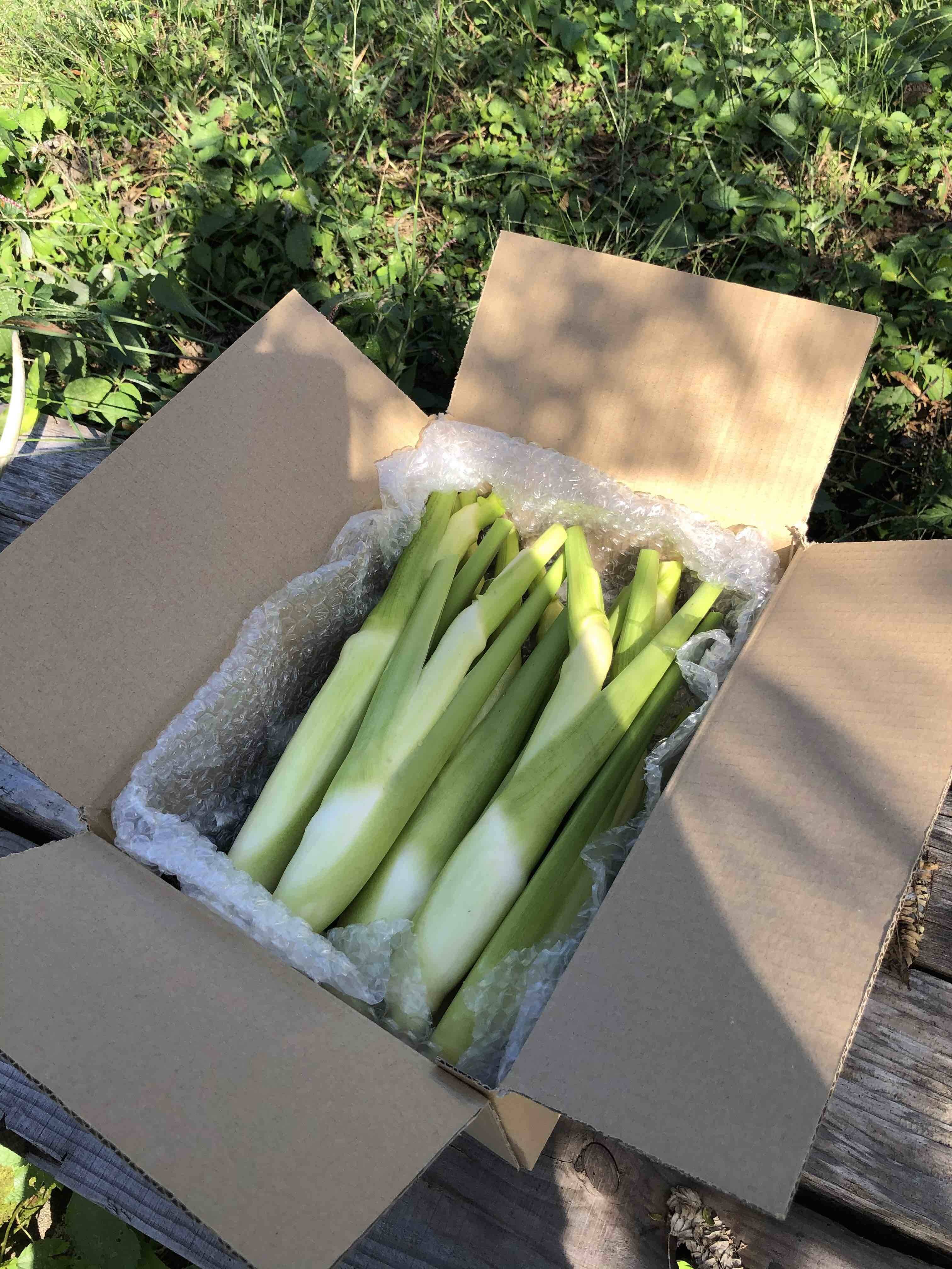 岐阜県産マコモダケ自然栽培（無施肥農薬不使用）約2kg　野菜