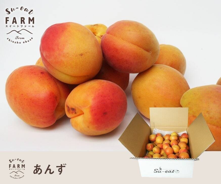 生食用杏2.5kg4(ＥＭ栽培)