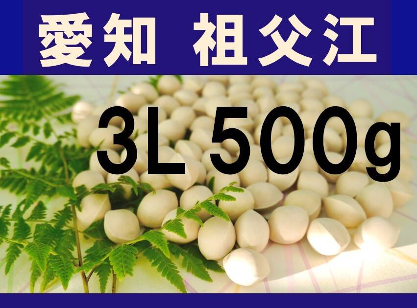 2024年新物！ 愛知県 祖父江産 久寿ぎんなん 銀杏 3L 500g ☆秋の味覚☆：愛知県産の久寿｜食べチョク｜産地直送(産直)お取り寄せ通販 -  農家・漁師から旬の食材を直送