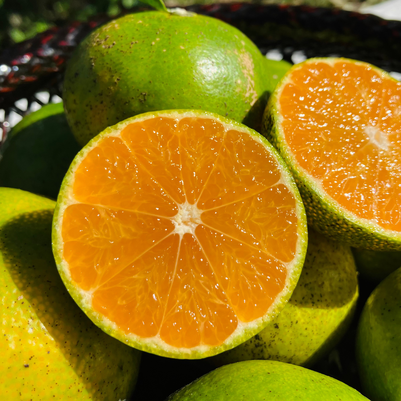 厳選シリーズ　極早生みかん3kg家庭用　陽当たりの良い園地 厳選シリーズ 極早生みかん3kg家庭用 陽当たりの良い園地 特選‼️俺の