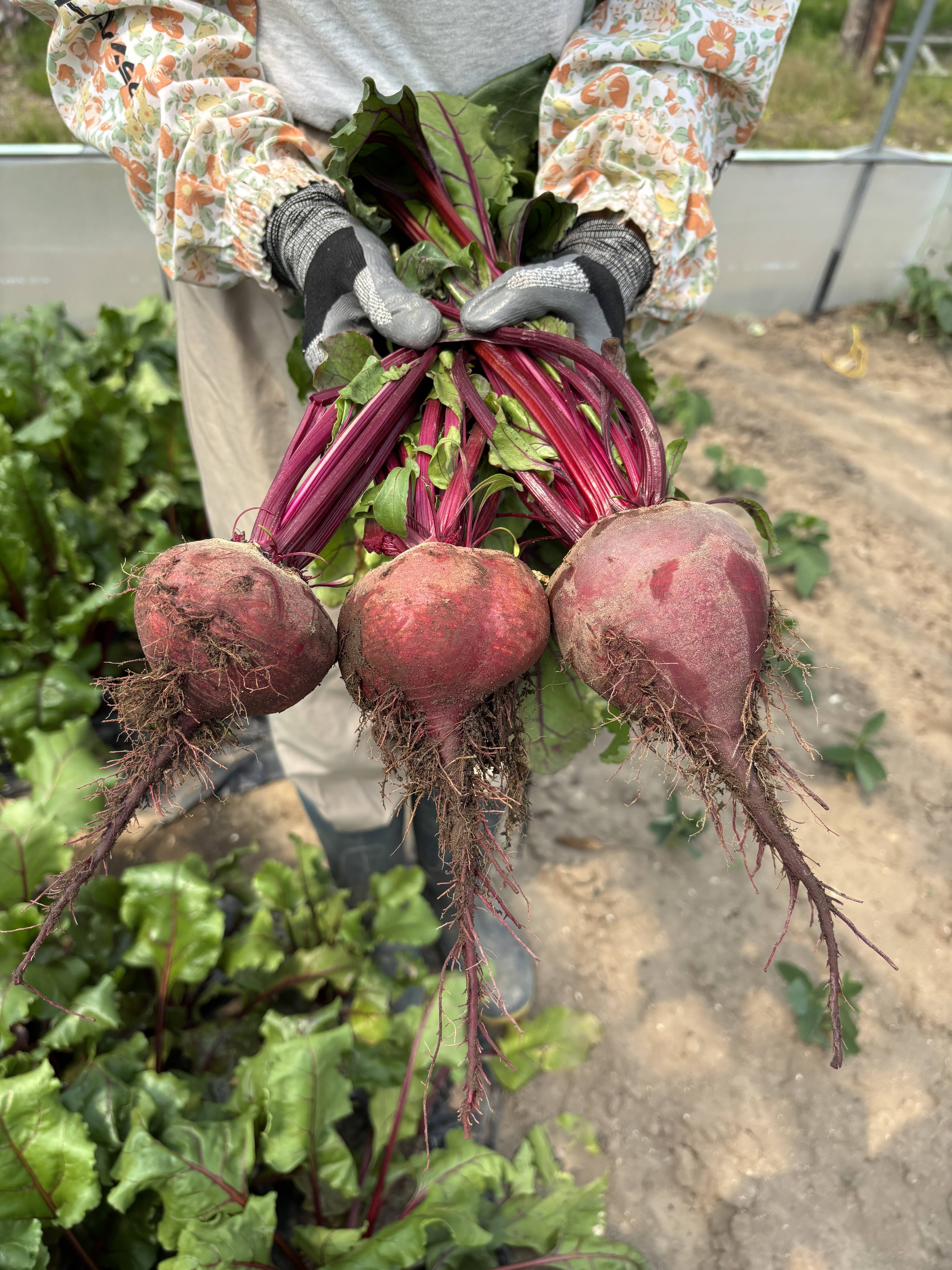 有機JAS認証】北海道産の元気な土で育ったビーツ（3kg）：北海道産の