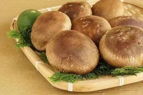 生しいたけ 肉厚シイタケ 生椎茸 菌床栽培 特大 12枚：福岡県産