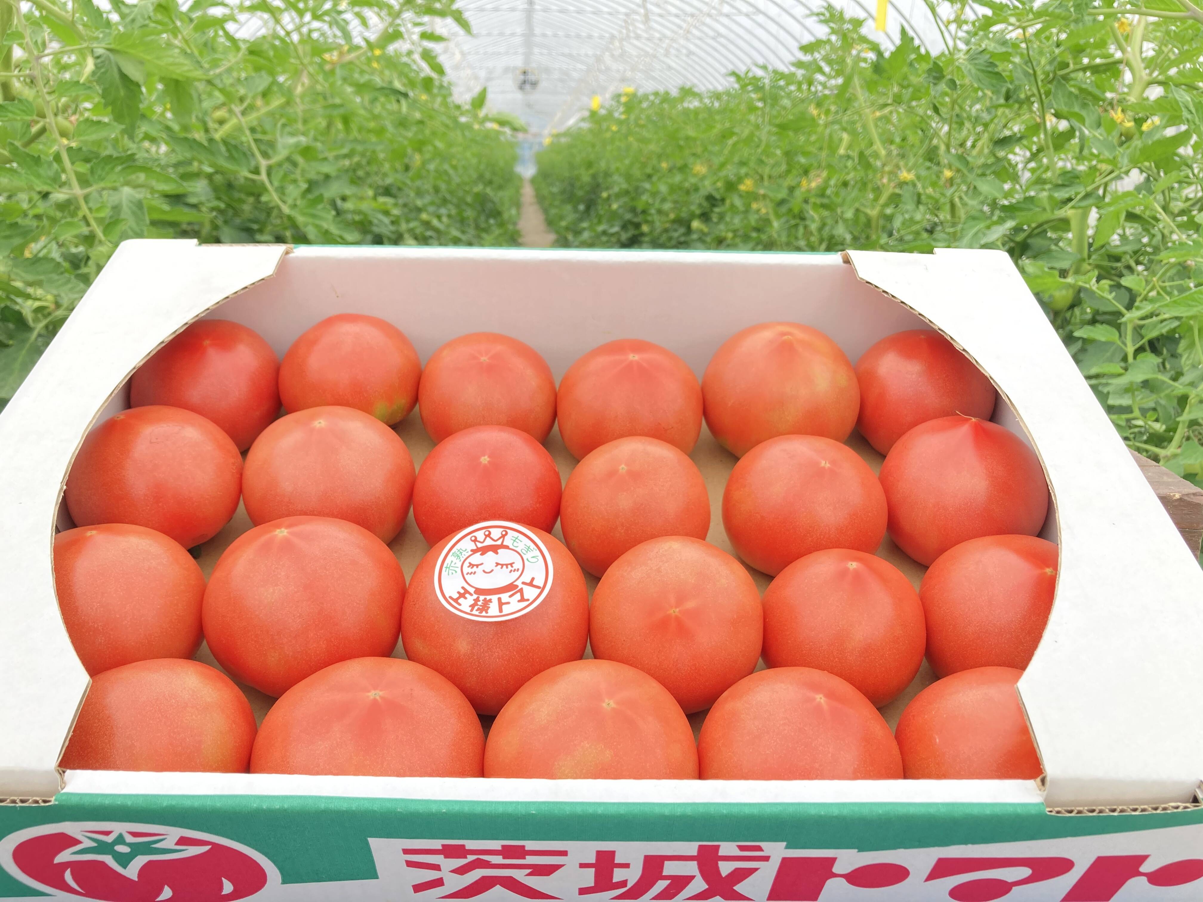 完熟！もぎりたての真っ赤なトマト🍅4kg 王様トマト！※ご自宅用：茨城