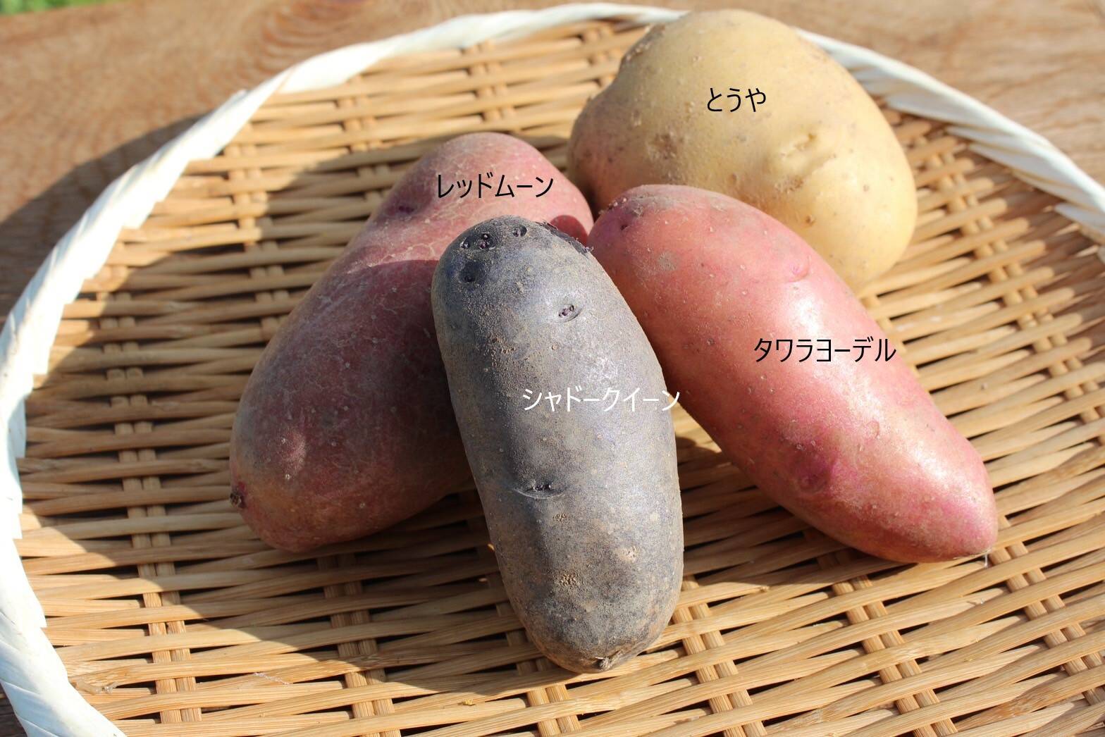 数量限定】【北海道】ジャガイモ5種・食べ比べセット【5kg】【新じゃが ...